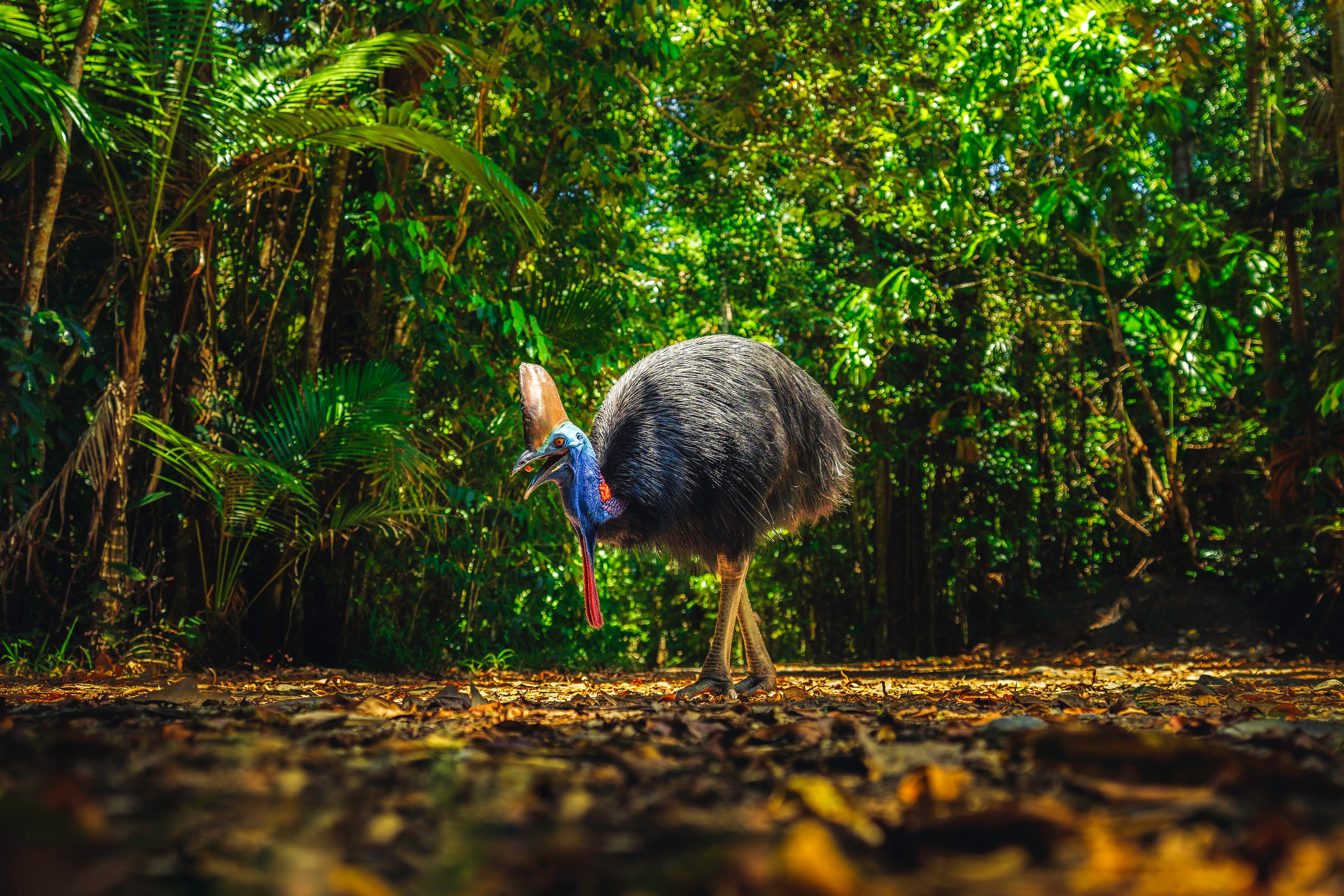 Daintree Rainforest Wallpapers