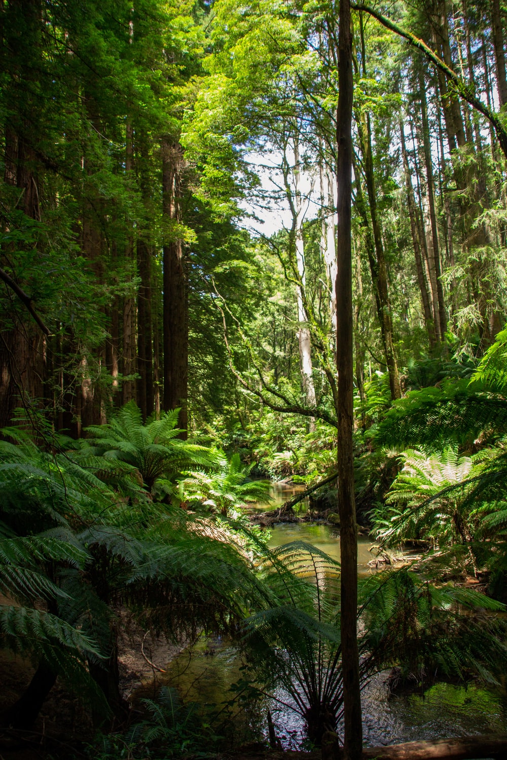 Daintree Rainforest Wallpapers