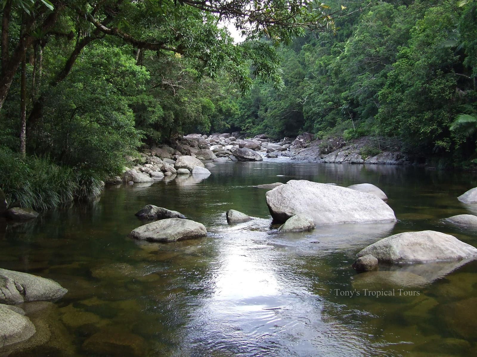 Daintree Rainforest Wallpapers