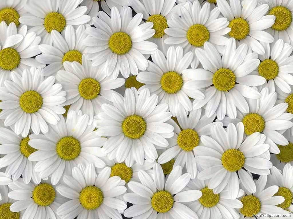 Daisy Wallpapers