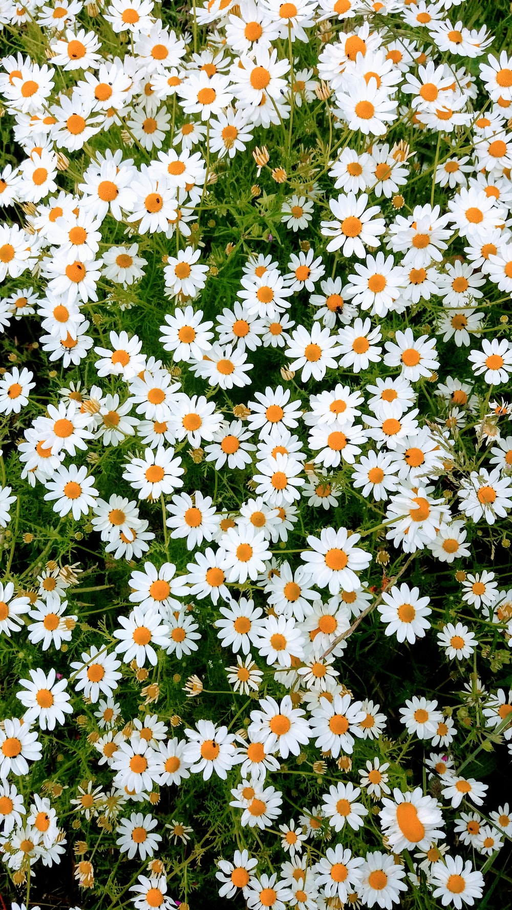 Daisy Wallpapers