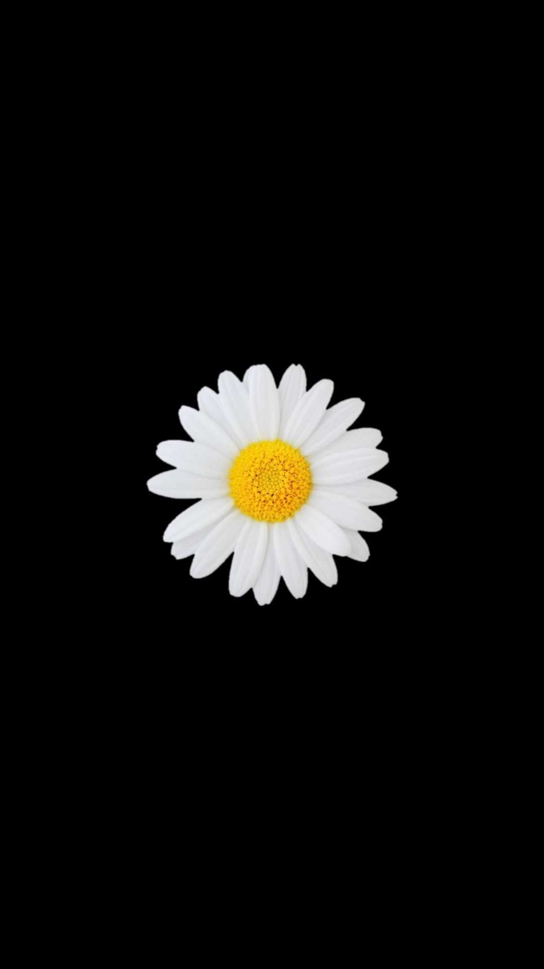 Daisy Wallpapers