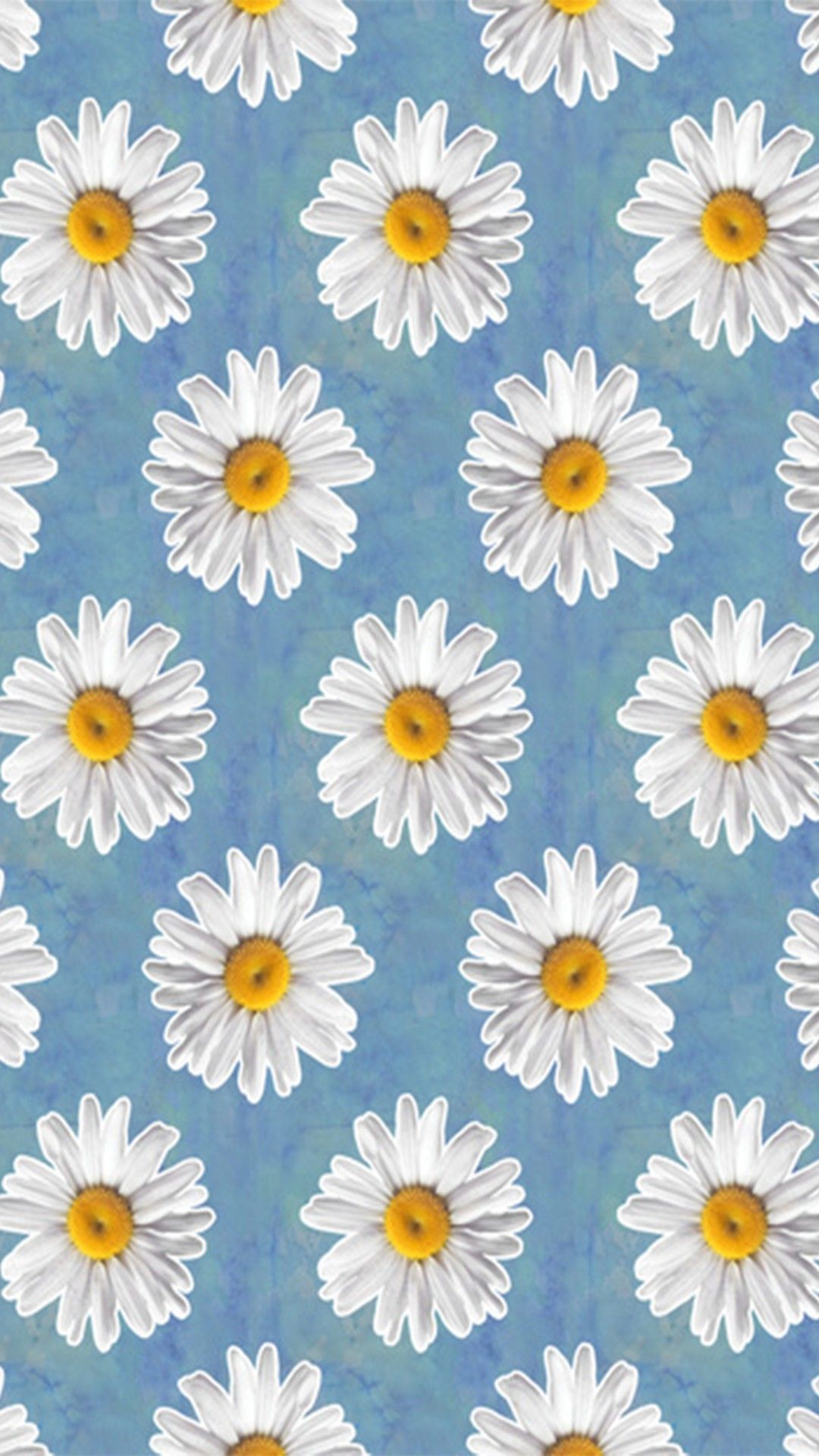 Daisy Wallpapers