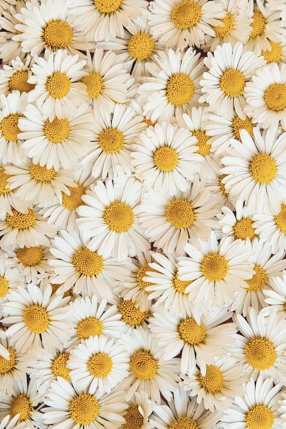 Daisy Wallpapers