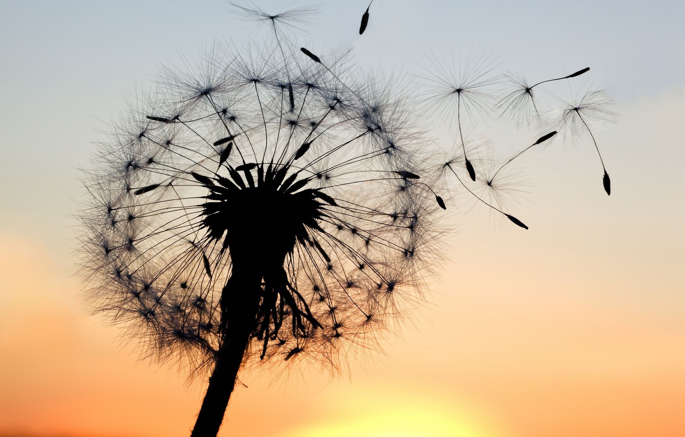 Dandelion Wallpapers