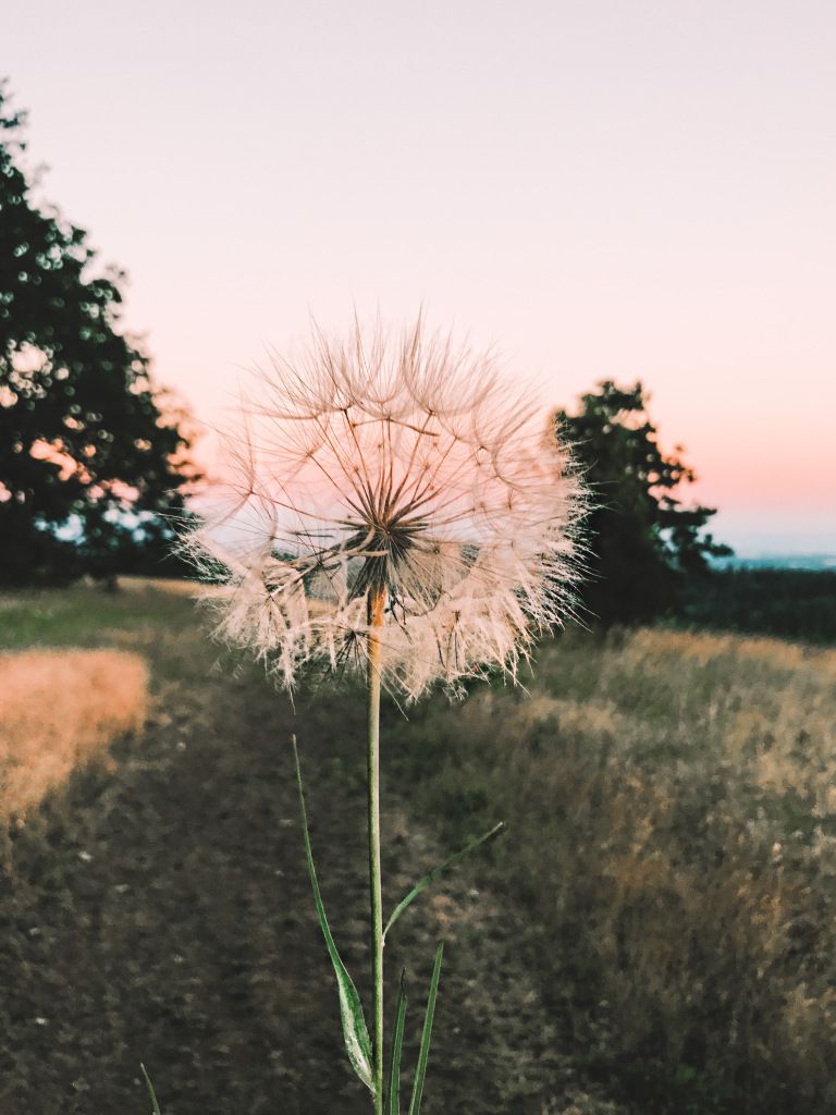 Dandelion Wallpapers