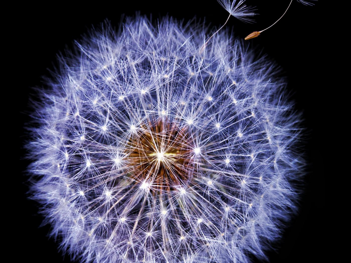 Dandelion Flower Samsung Galaxy S9 Stock Wallpapers