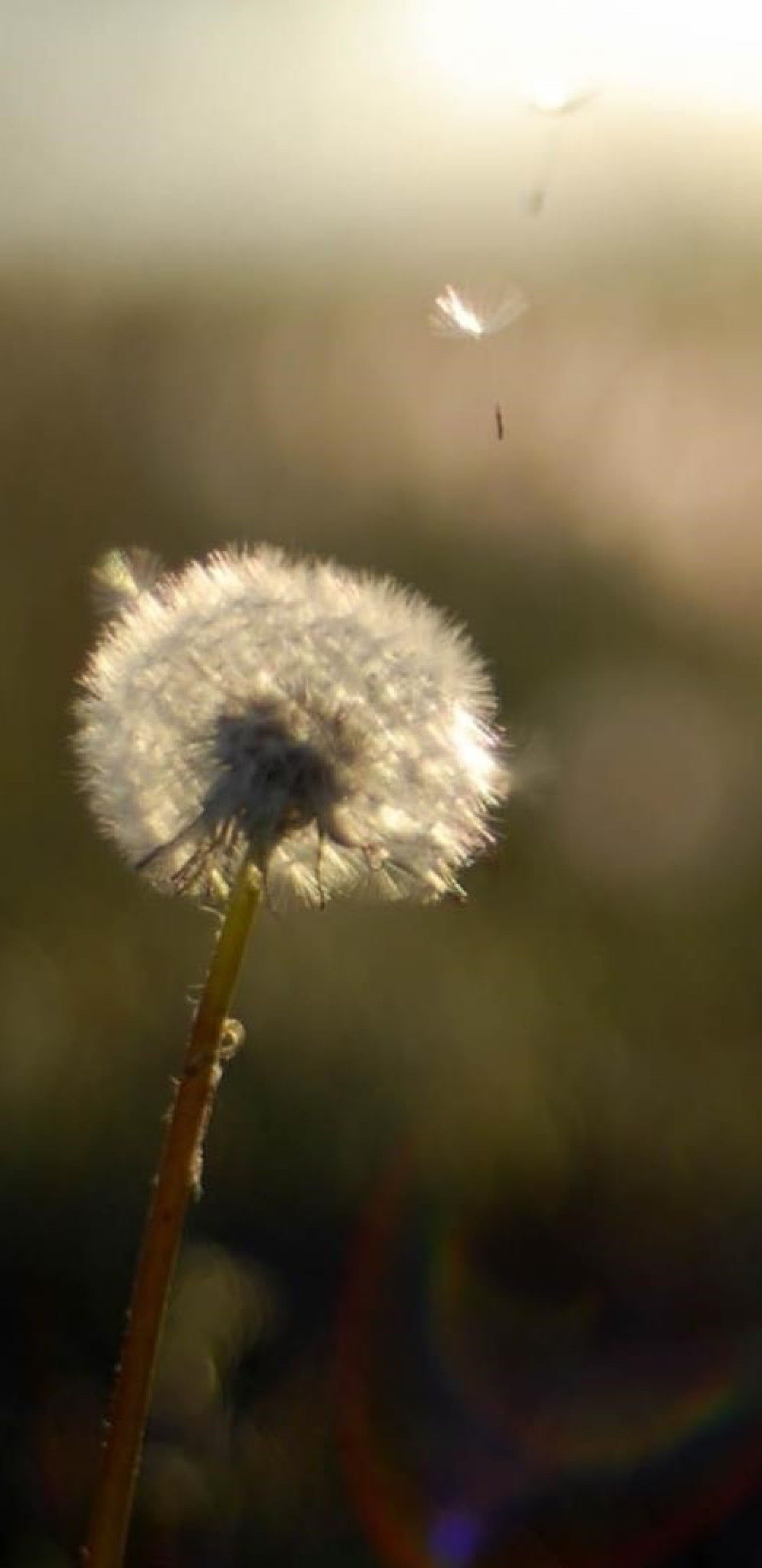 Dandelion Flower Samsung Galaxy S9 Stock Wallpapers