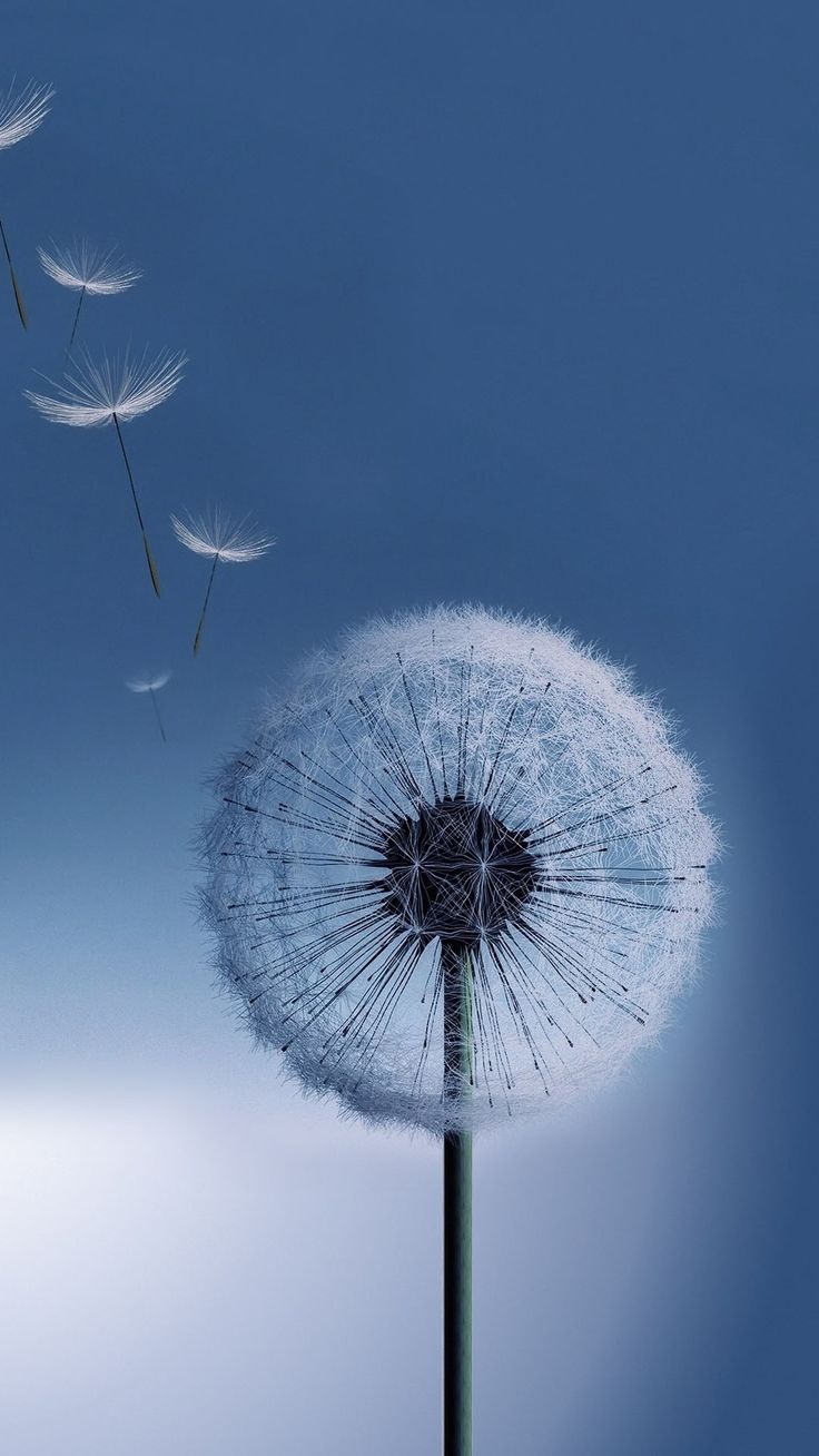 Dandelion Flower Samsung Galaxy S9 Stock Wallpapers