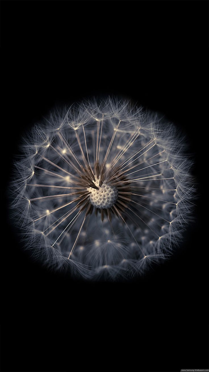 Dandelion Flower Samsung Galaxy S9 Stock Wallpapers