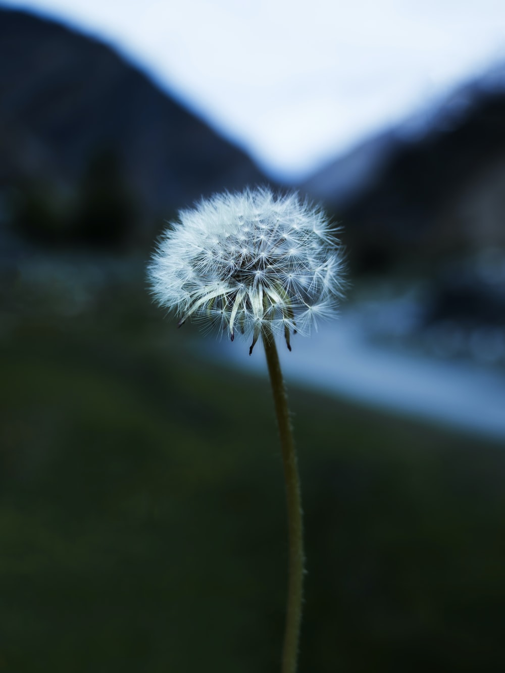 Dandelion Flower Samsung Galaxy S9 Stock Wallpapers