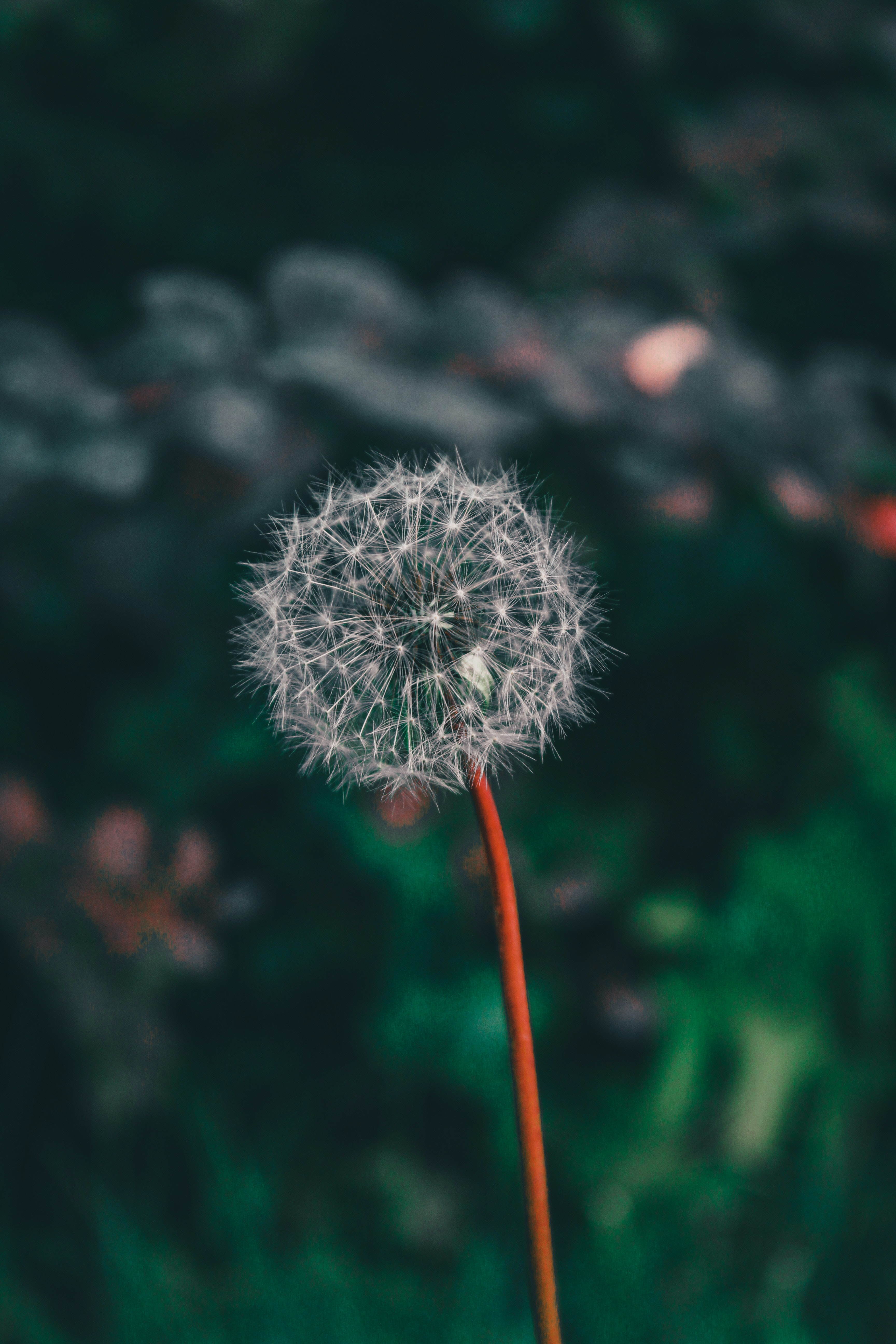 Dandelion Flower Samsung Galaxy S9 Stock Wallpapers