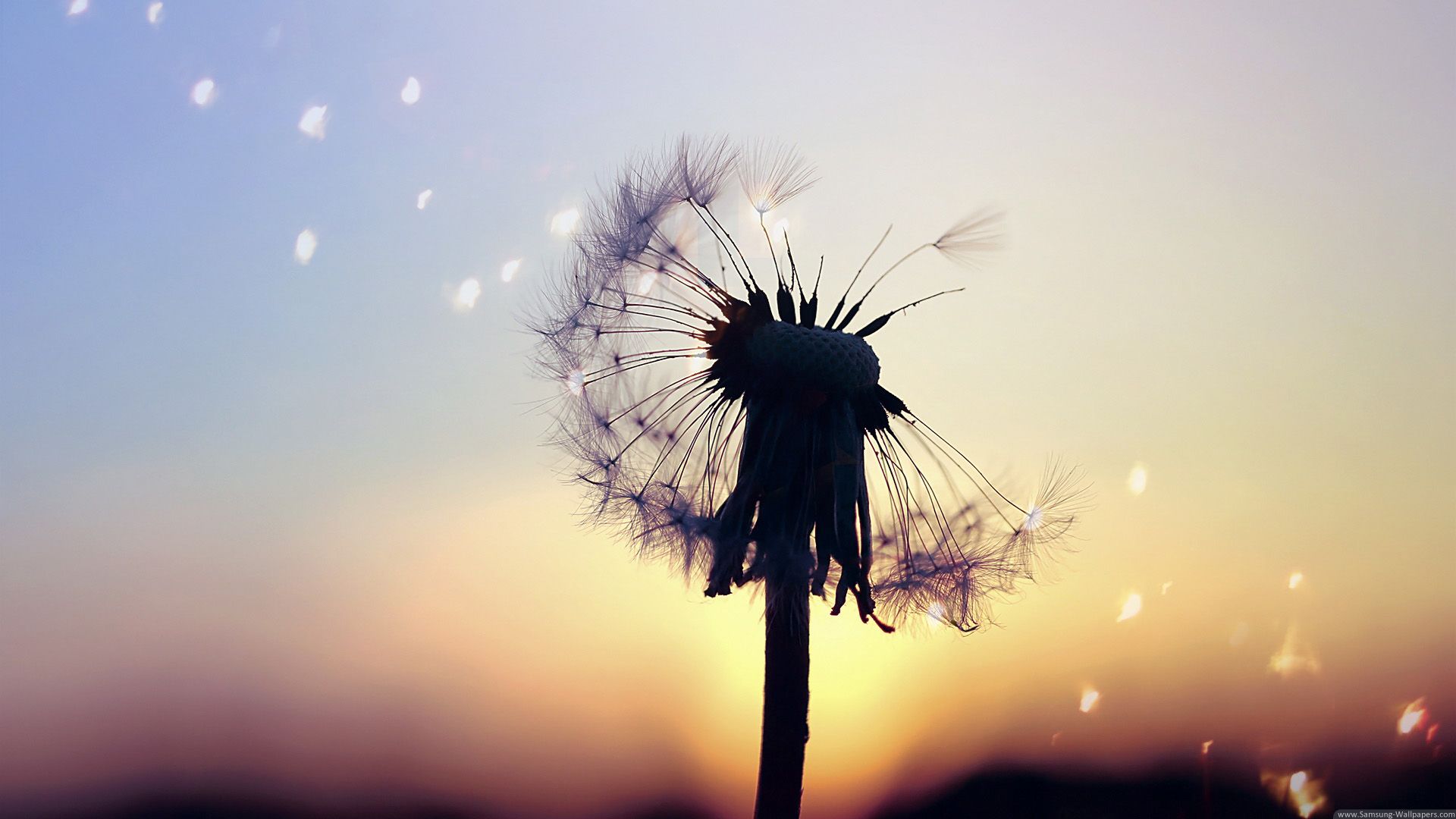 Dandelion Flower Samsung Galaxy S9 Stock Wallpapers