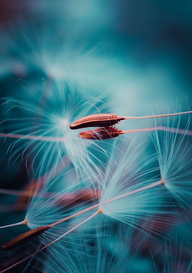 Dandelion Flower Samsung Galaxy S9 Stock Wallpapers