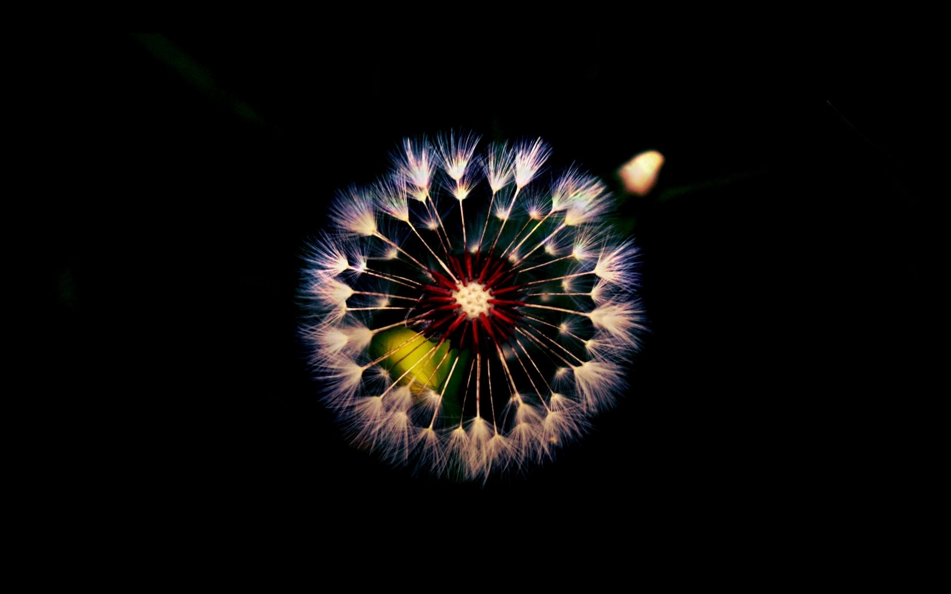 Dandelion Flower Samsung Galaxy S9 Stock Wallpapers