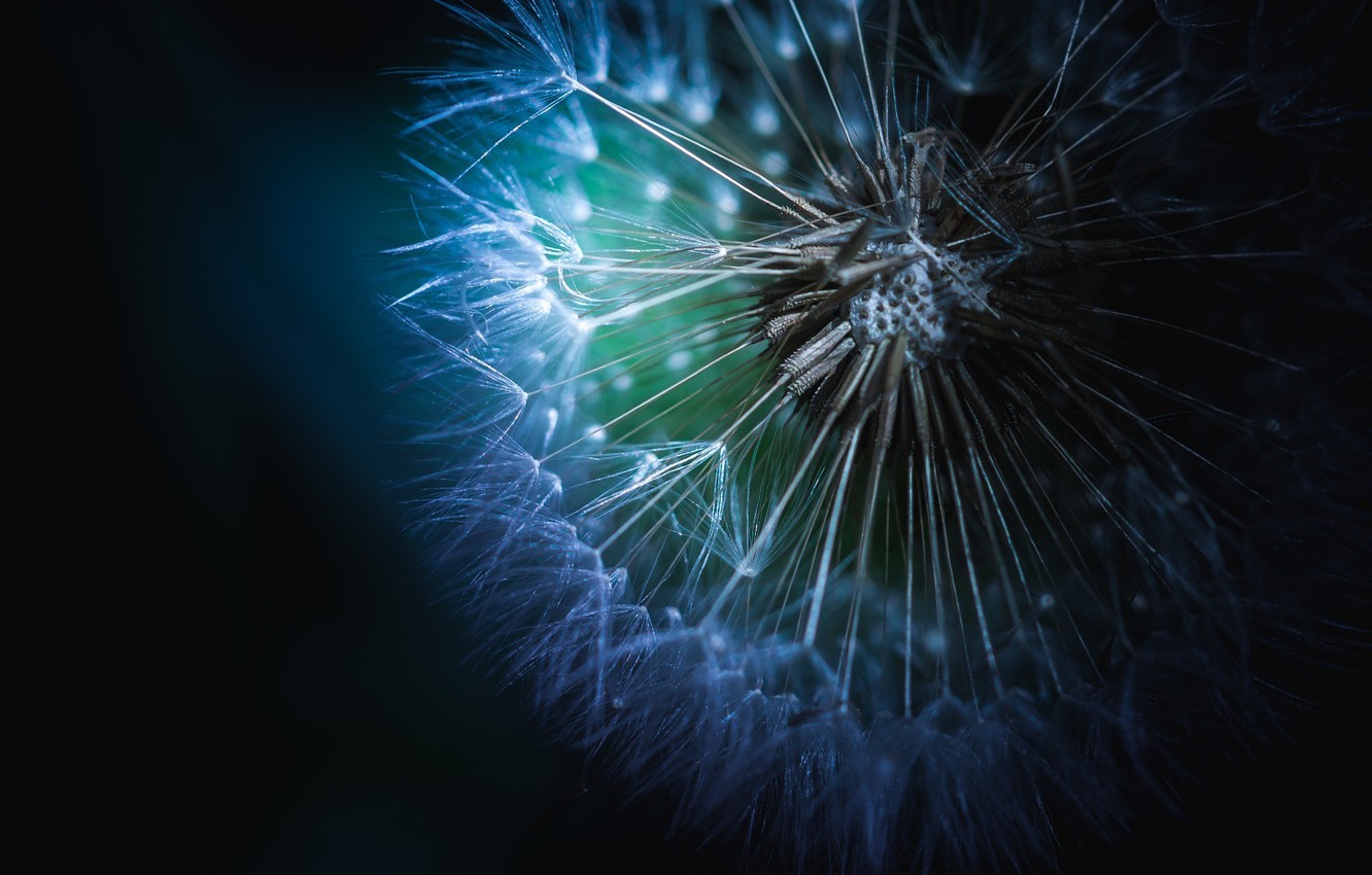 Dandelion Flower Samsung Galaxy S9 Stock Wallpapers