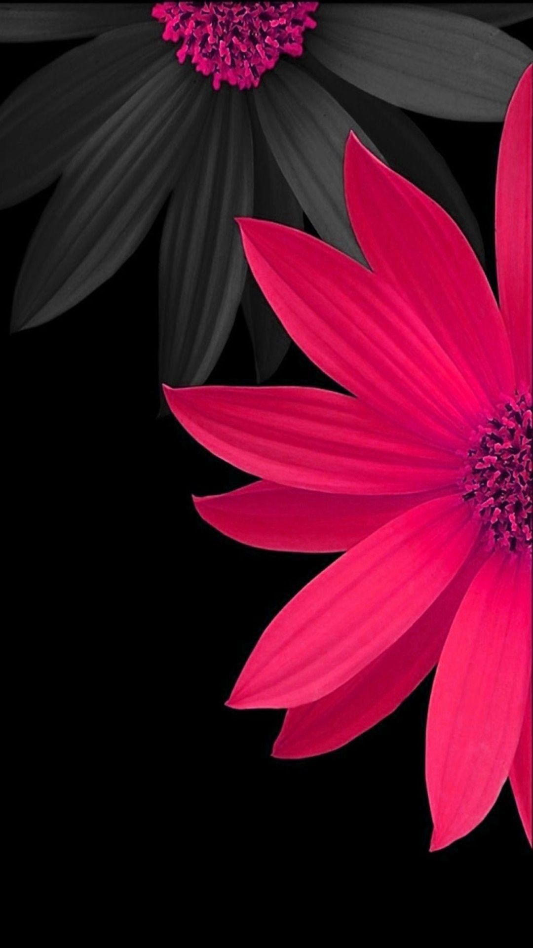Dandelion Flower Samsung Galaxy S9 Stock Wallpapers