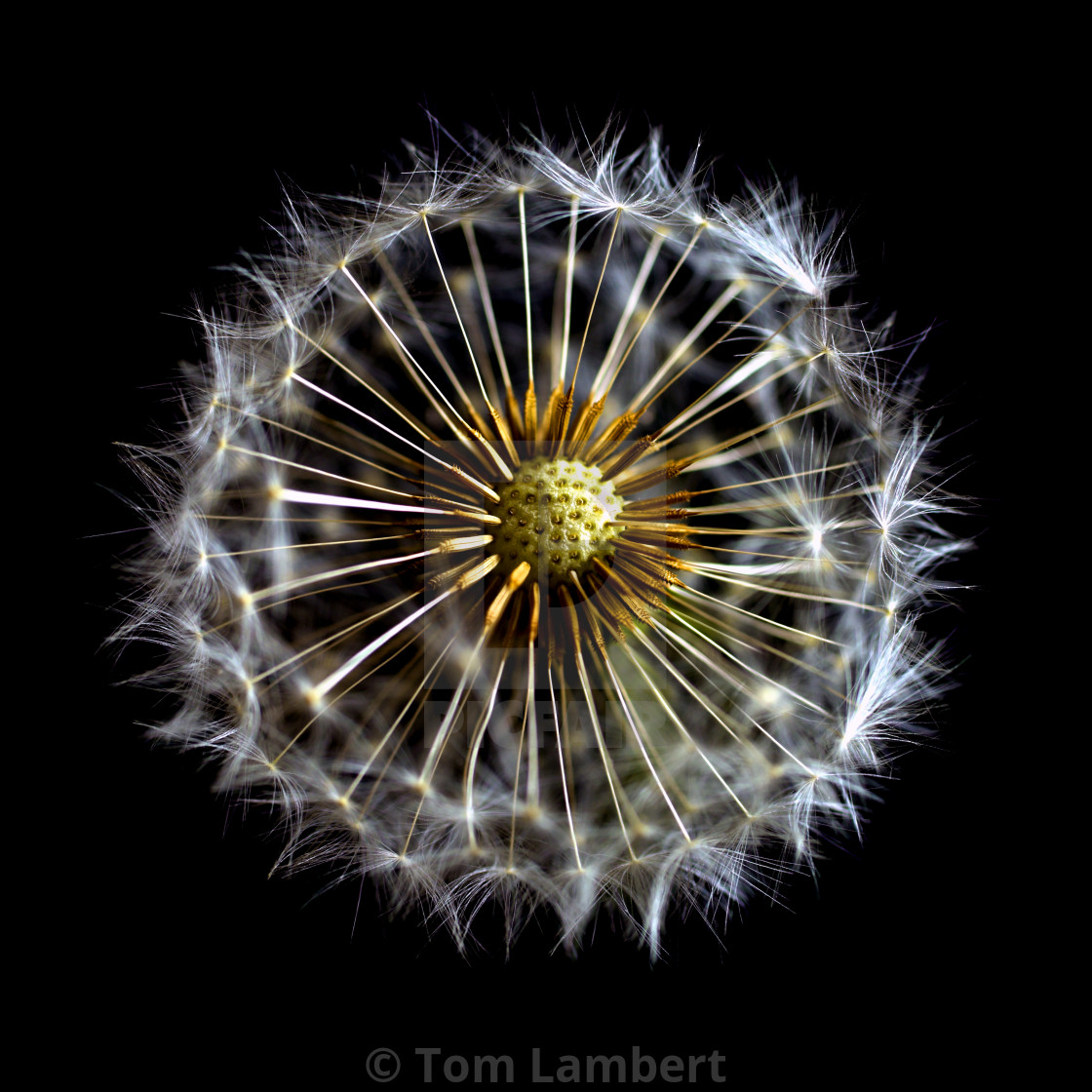 Dandelion Flower Samsung Galaxy S9 Stock Wallpapers