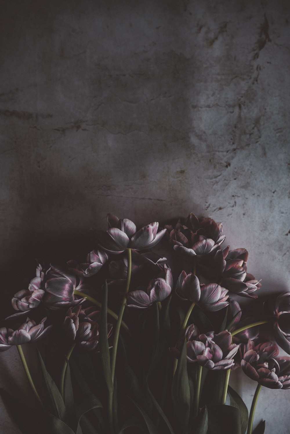 Dark Flowers Plants Wallpapers