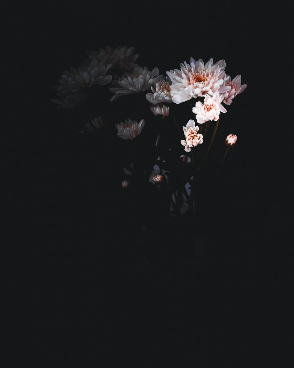 Dark Flowers Plants Wallpapers