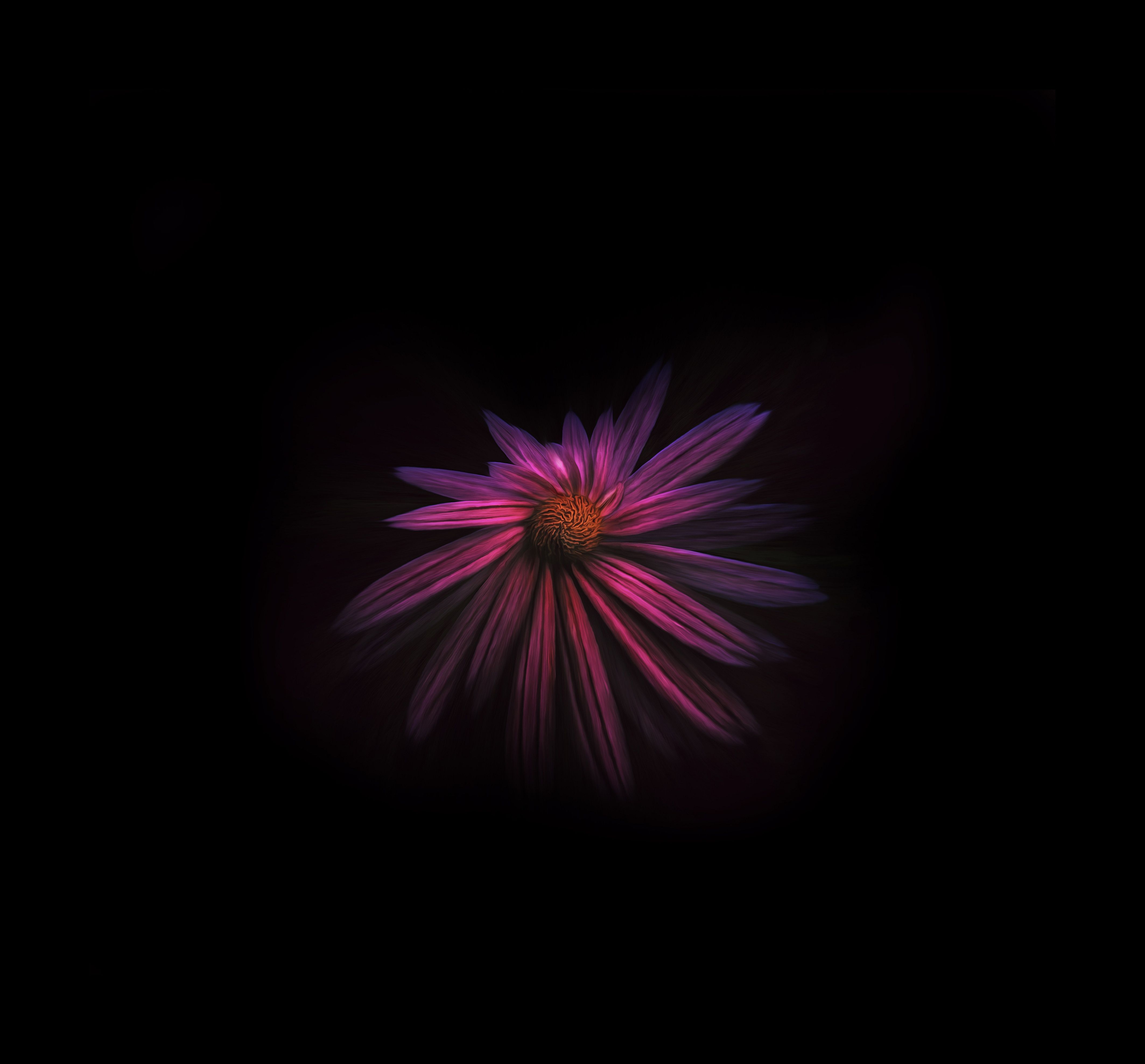 Dark Flowers Plants Wallpapers