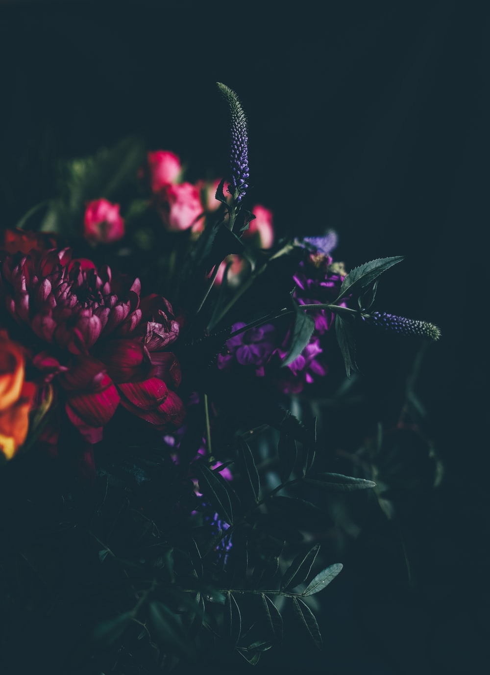 Dark Flowers Plants Wallpapers