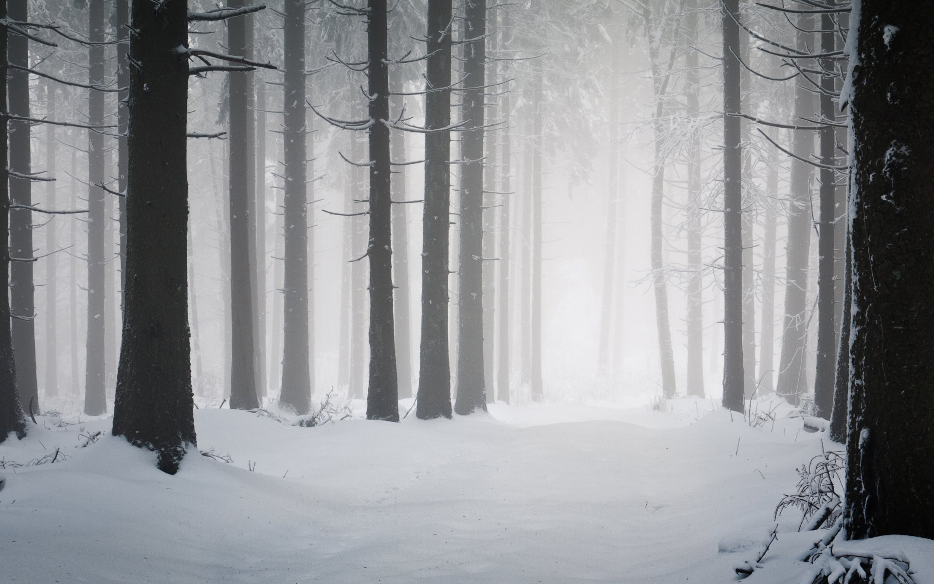 Dark Forest Woods Snow Winter Wallpapers