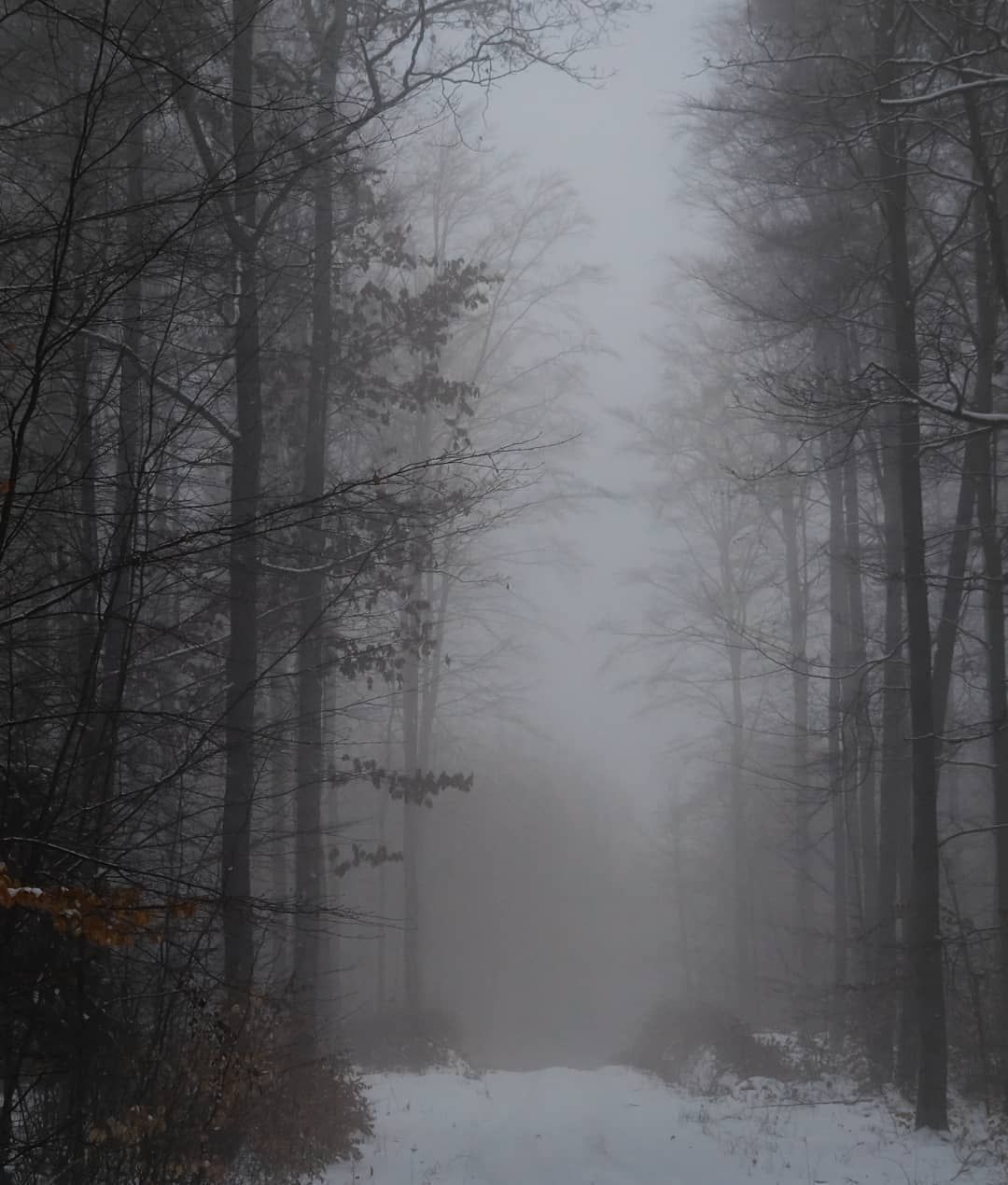 Dark Forest Woods Snow Winter Wallpapers