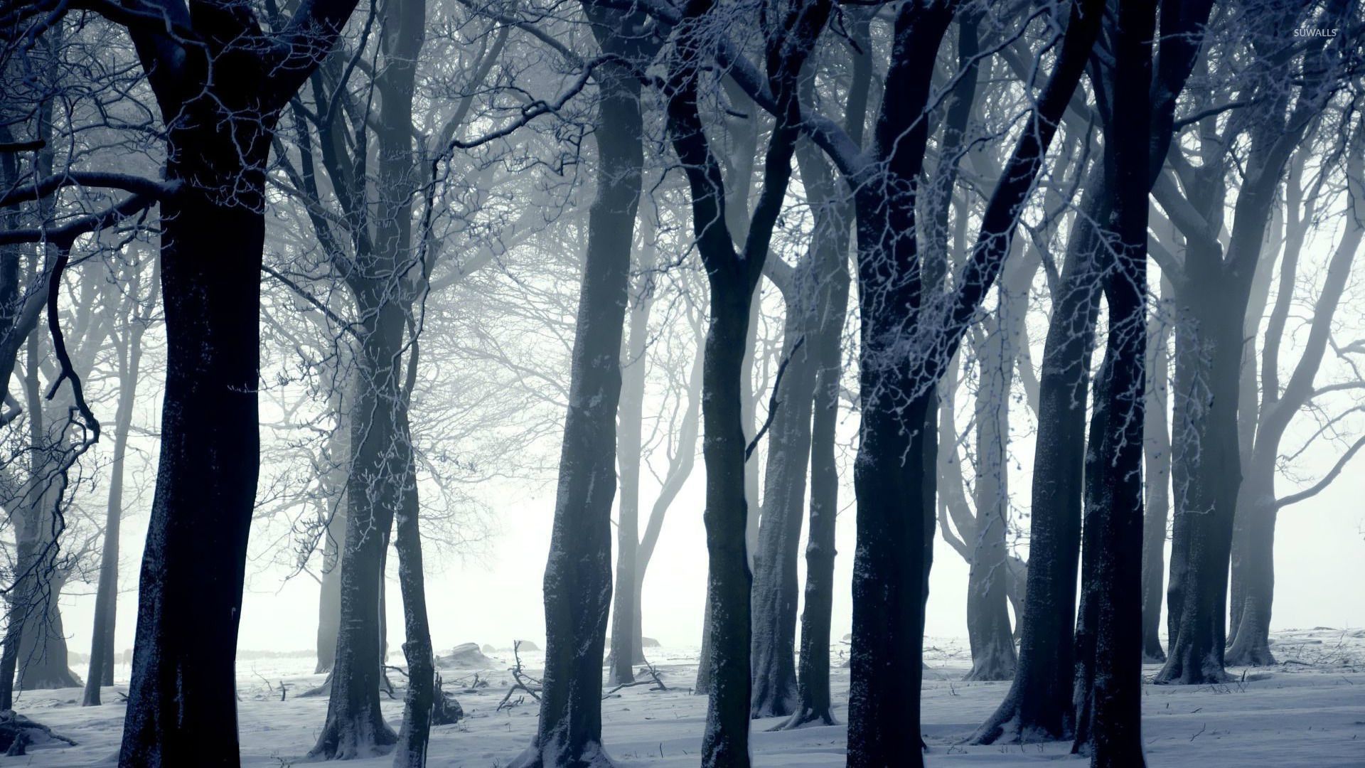 Dark Forest Woods Snow Winter Wallpapers