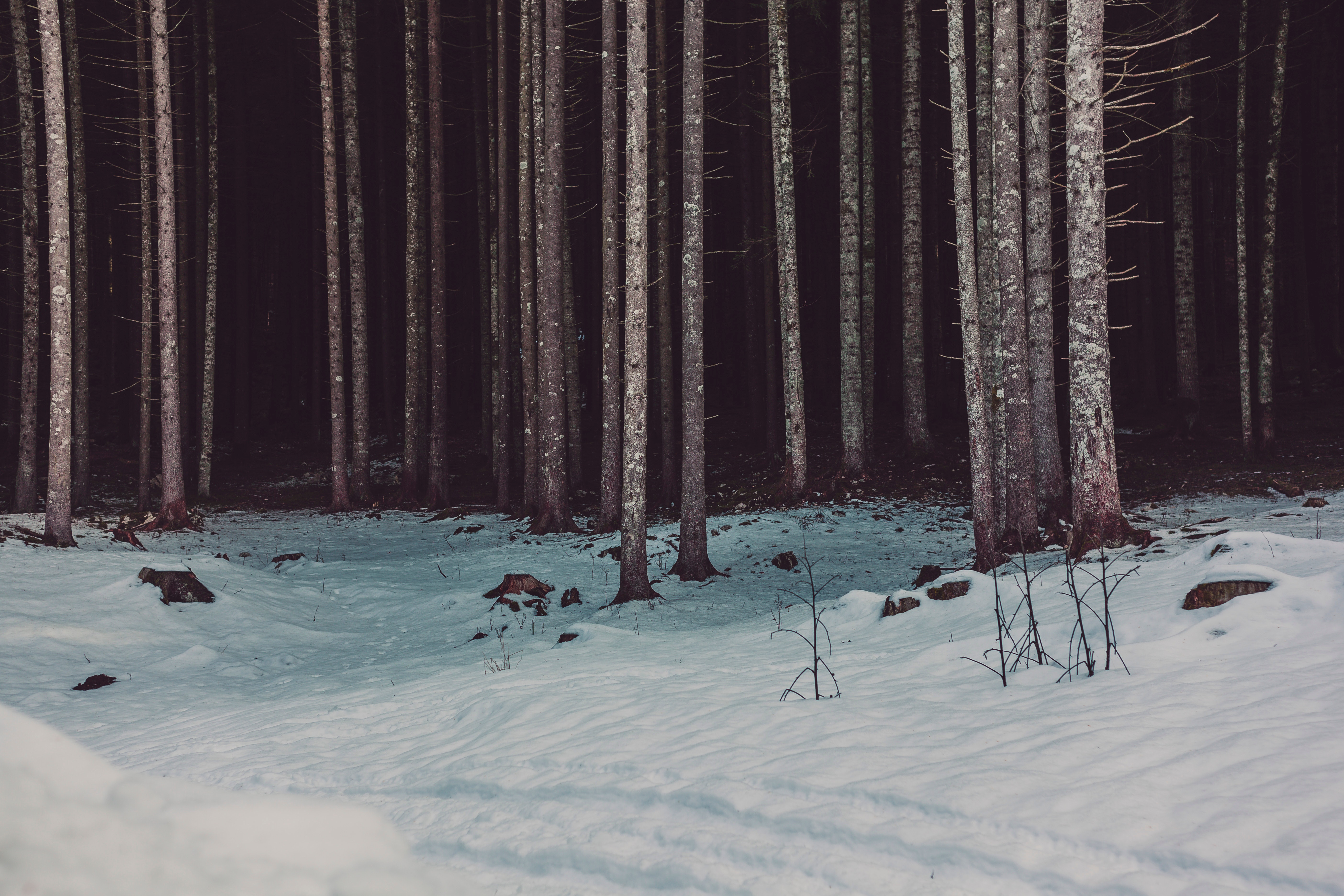 Dark Forest Woods Snow Winter Wallpapers