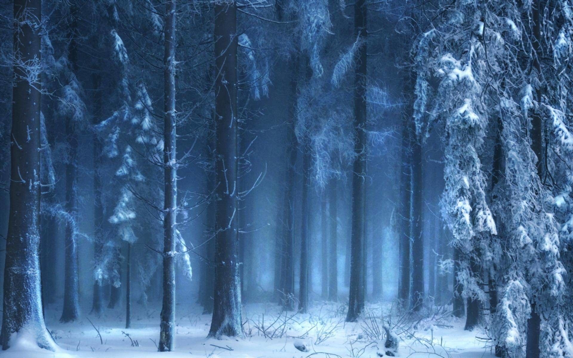 Dark Snow Forest Trees In Lights Wallpapers