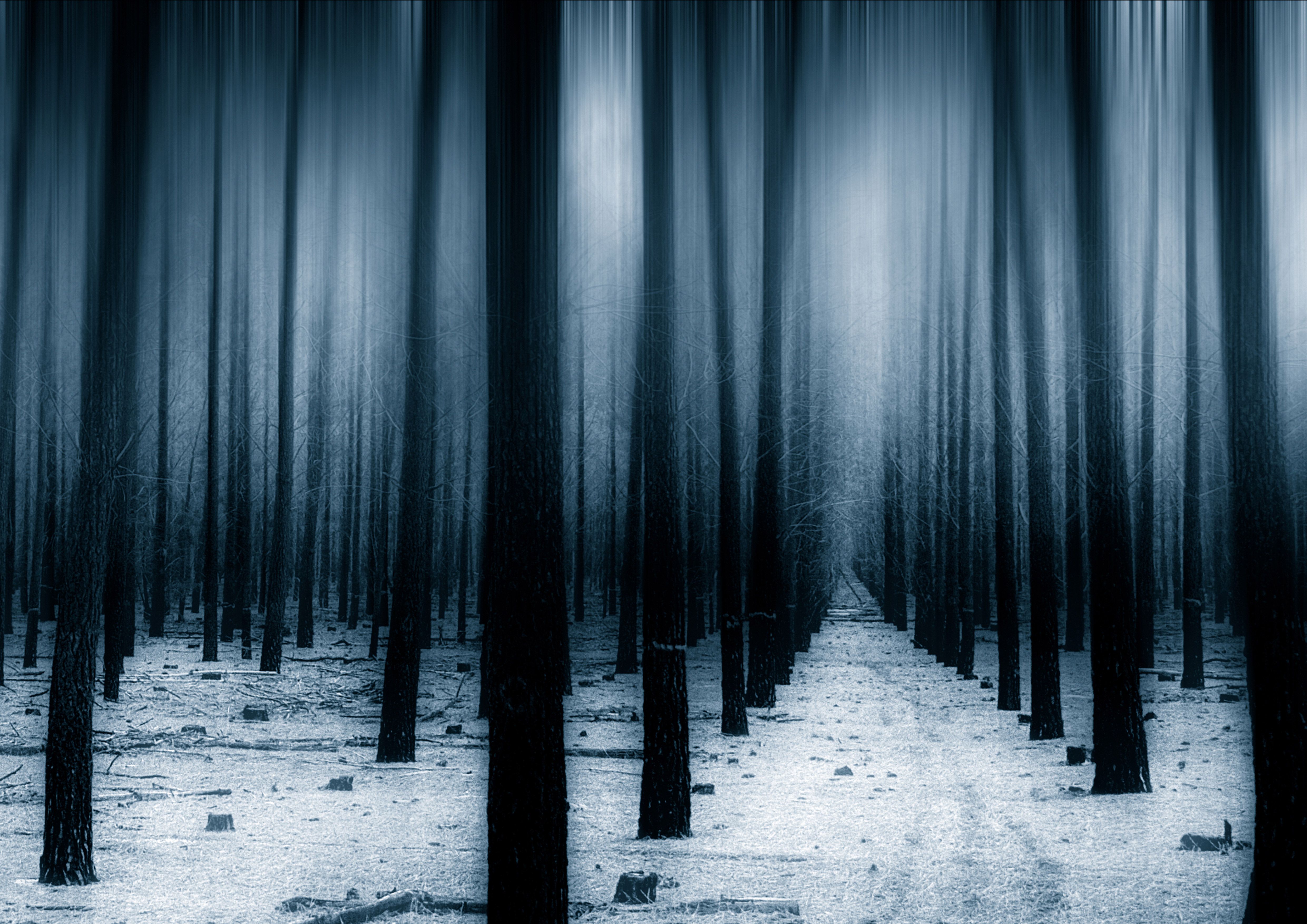 Dark Snow Forest Trees In Lights Wallpapers