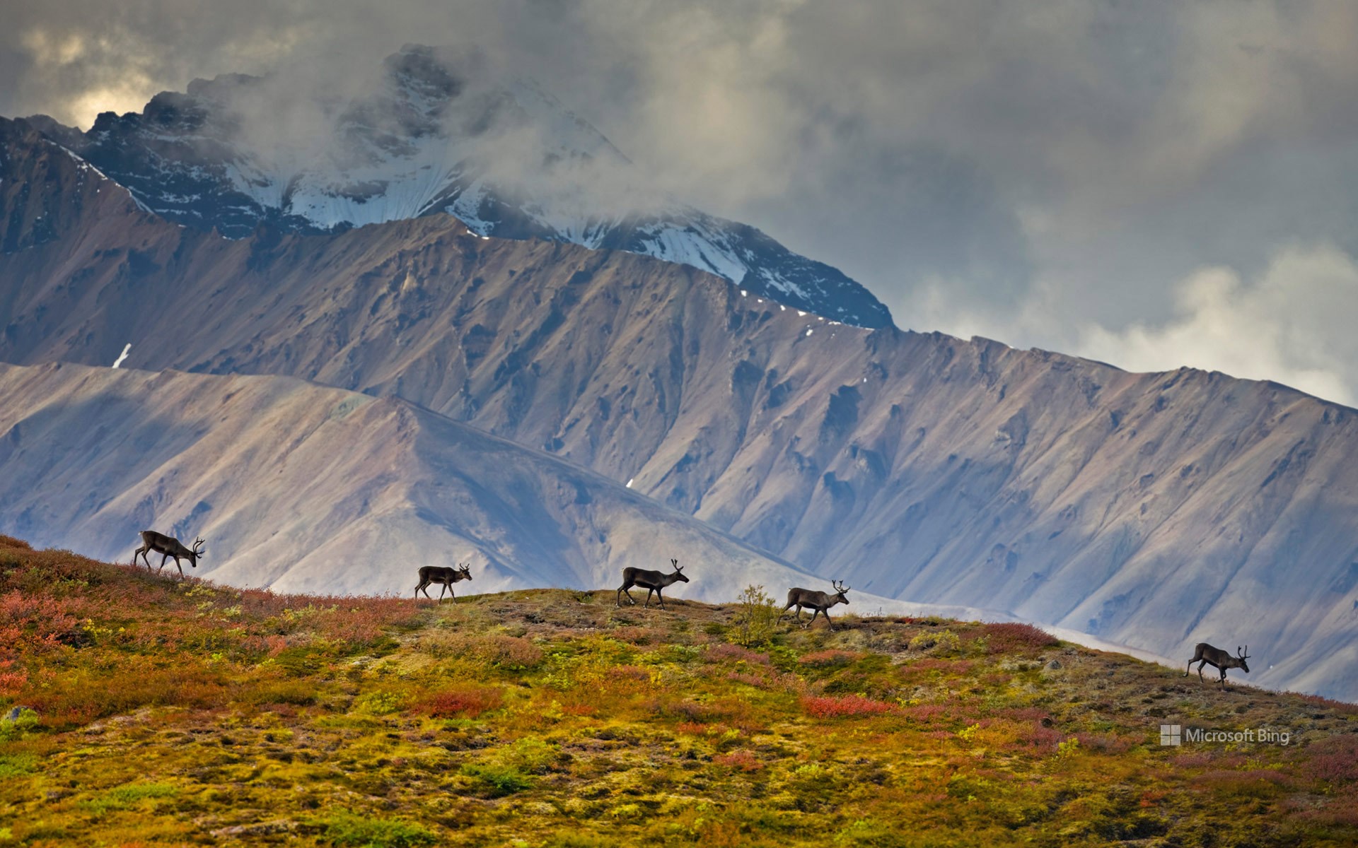 Denali National Park And Preserve Wallpapers