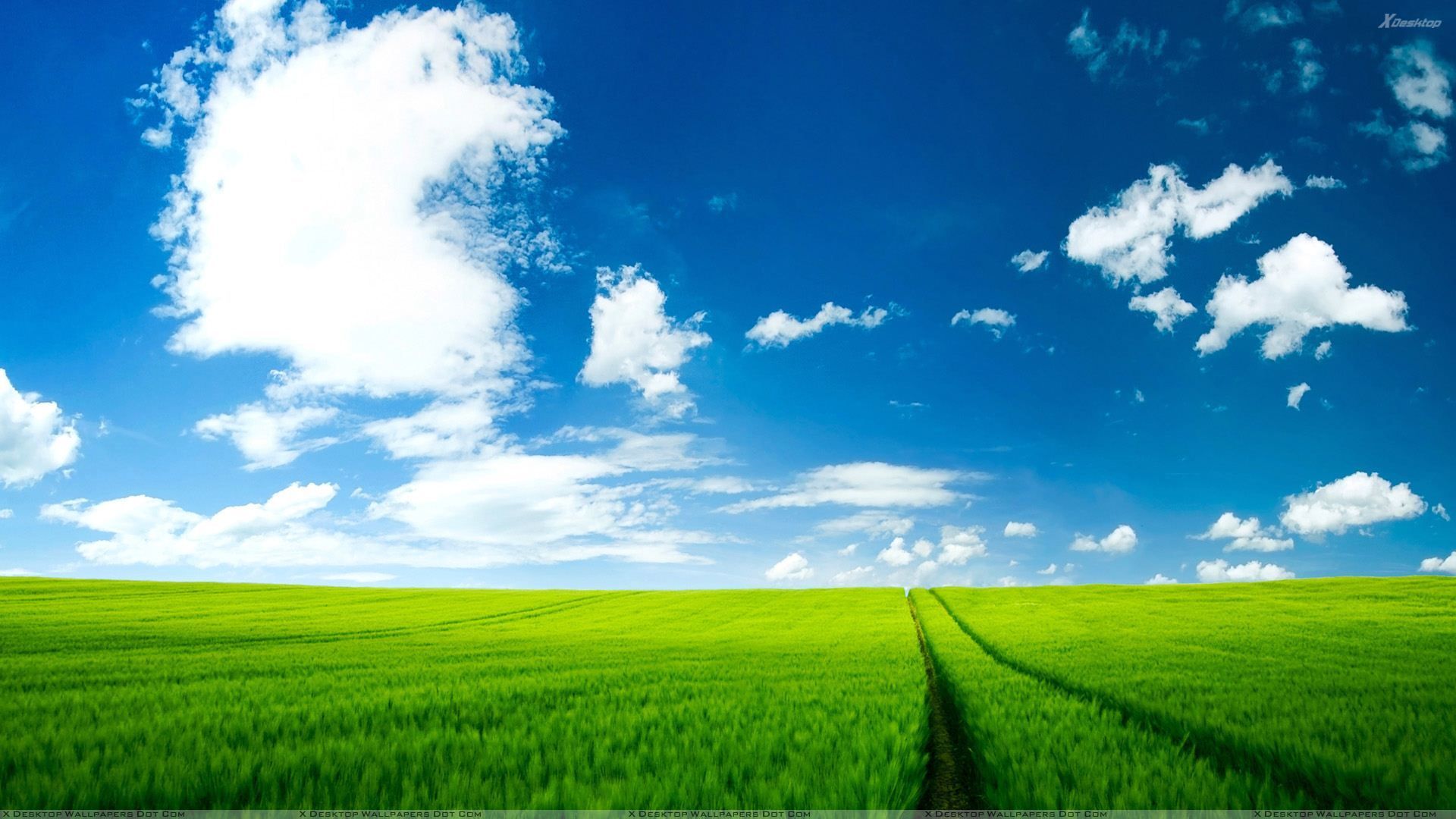 Dramatic Green Field Wallpapers