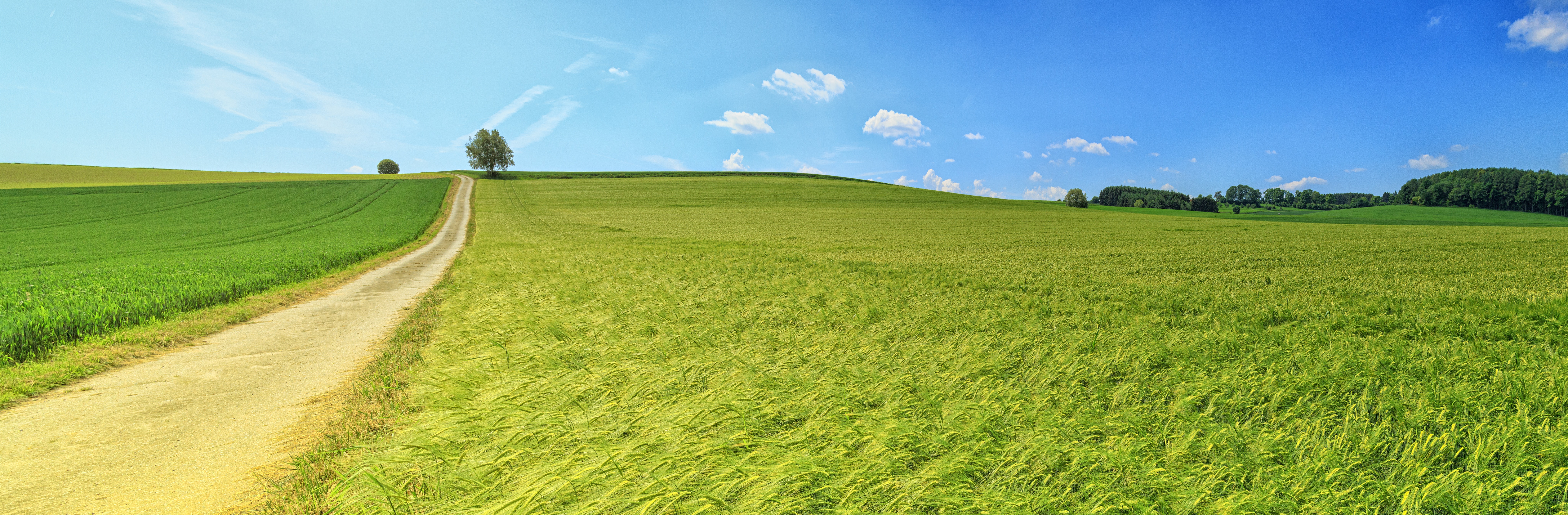 Dramatic Green Field Wallpapers