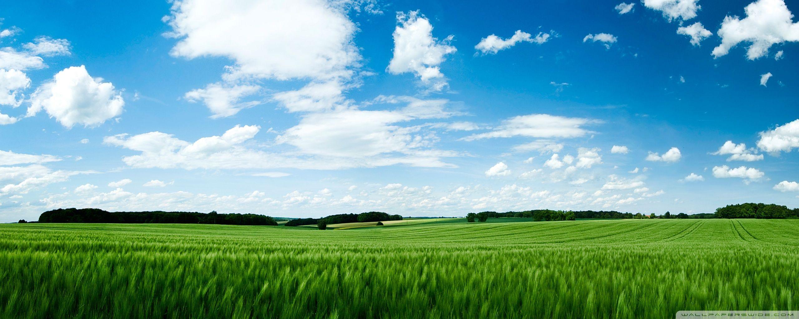 Dramatic Green Field Wallpapers