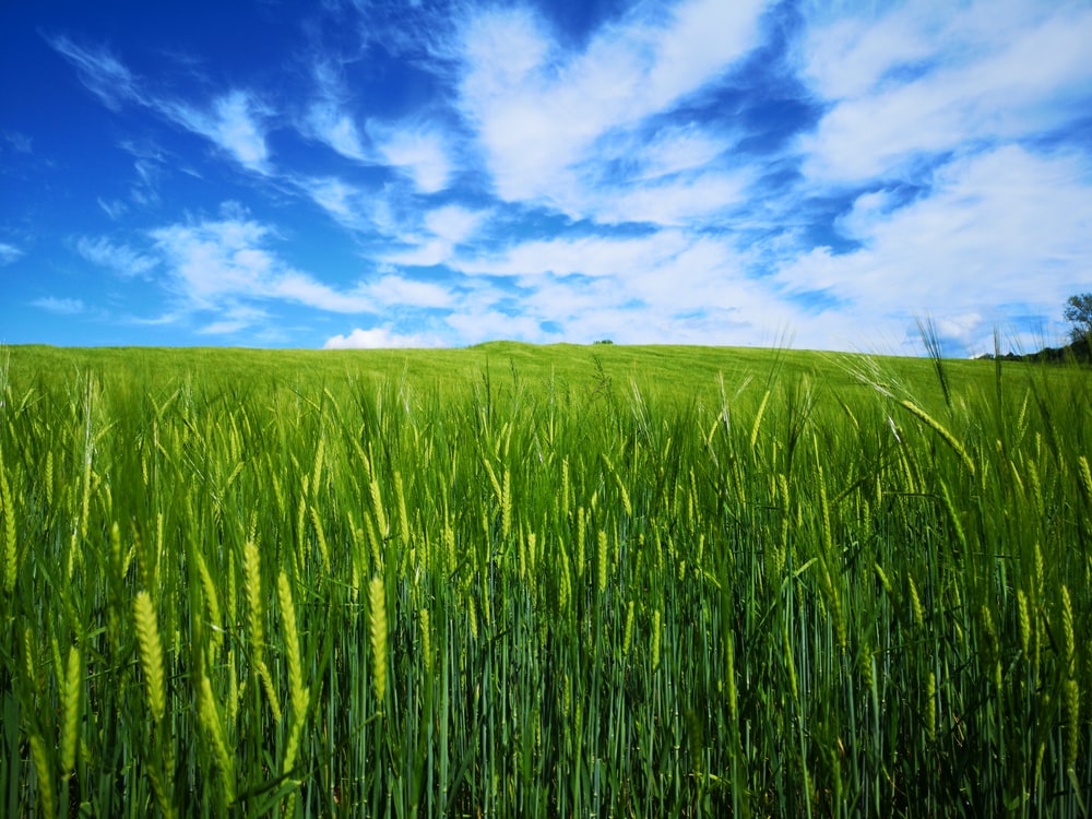 Dramatic Green Field Wallpapers