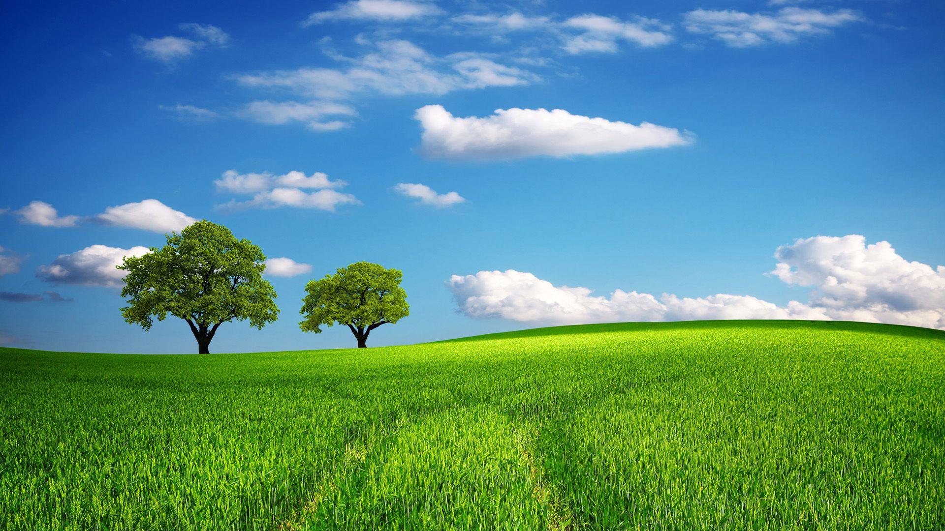 Dramatic Green Field Wallpapers