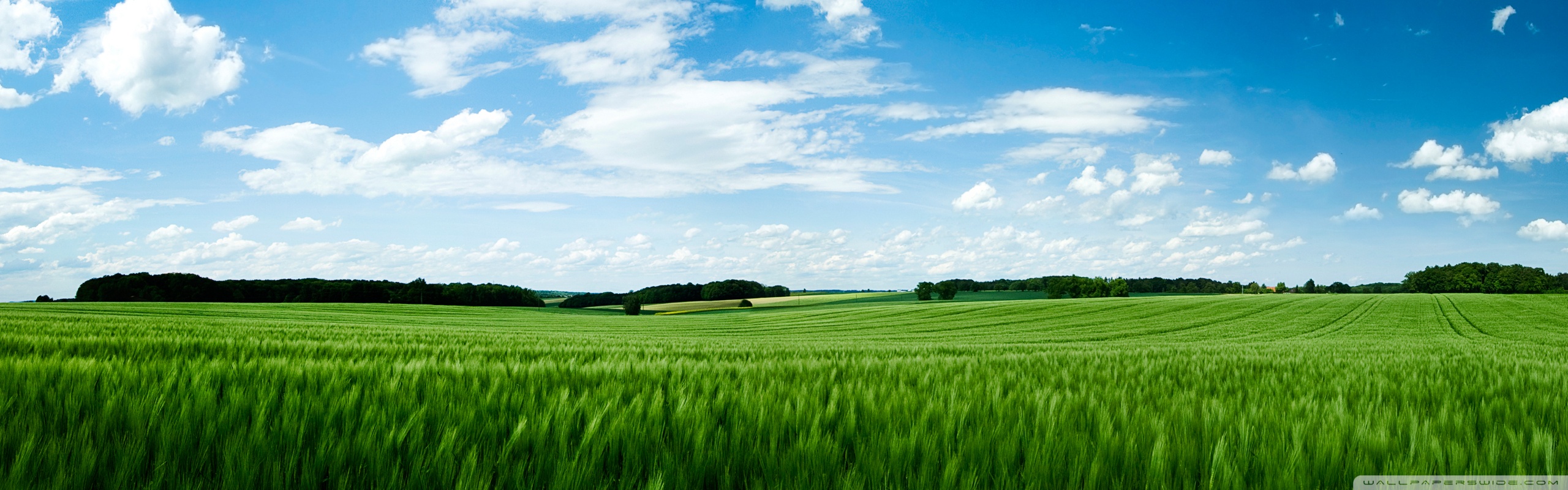 Dramatic Green Field Wallpapers