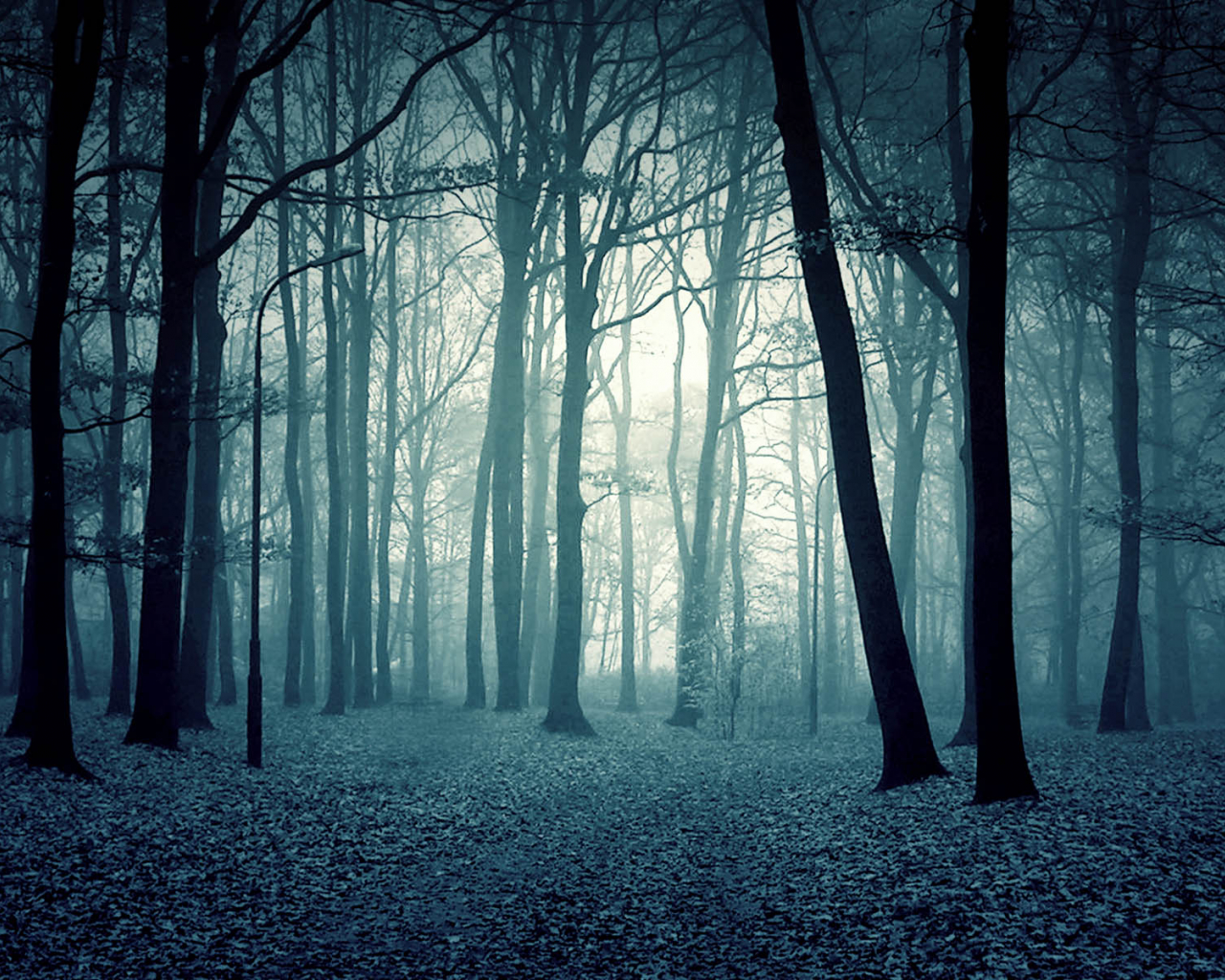 Dramatic Winter Twilight In Forest Wallpapers