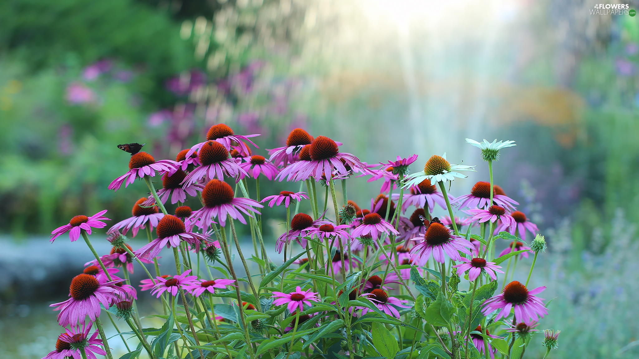 Echinacea Wallpapers