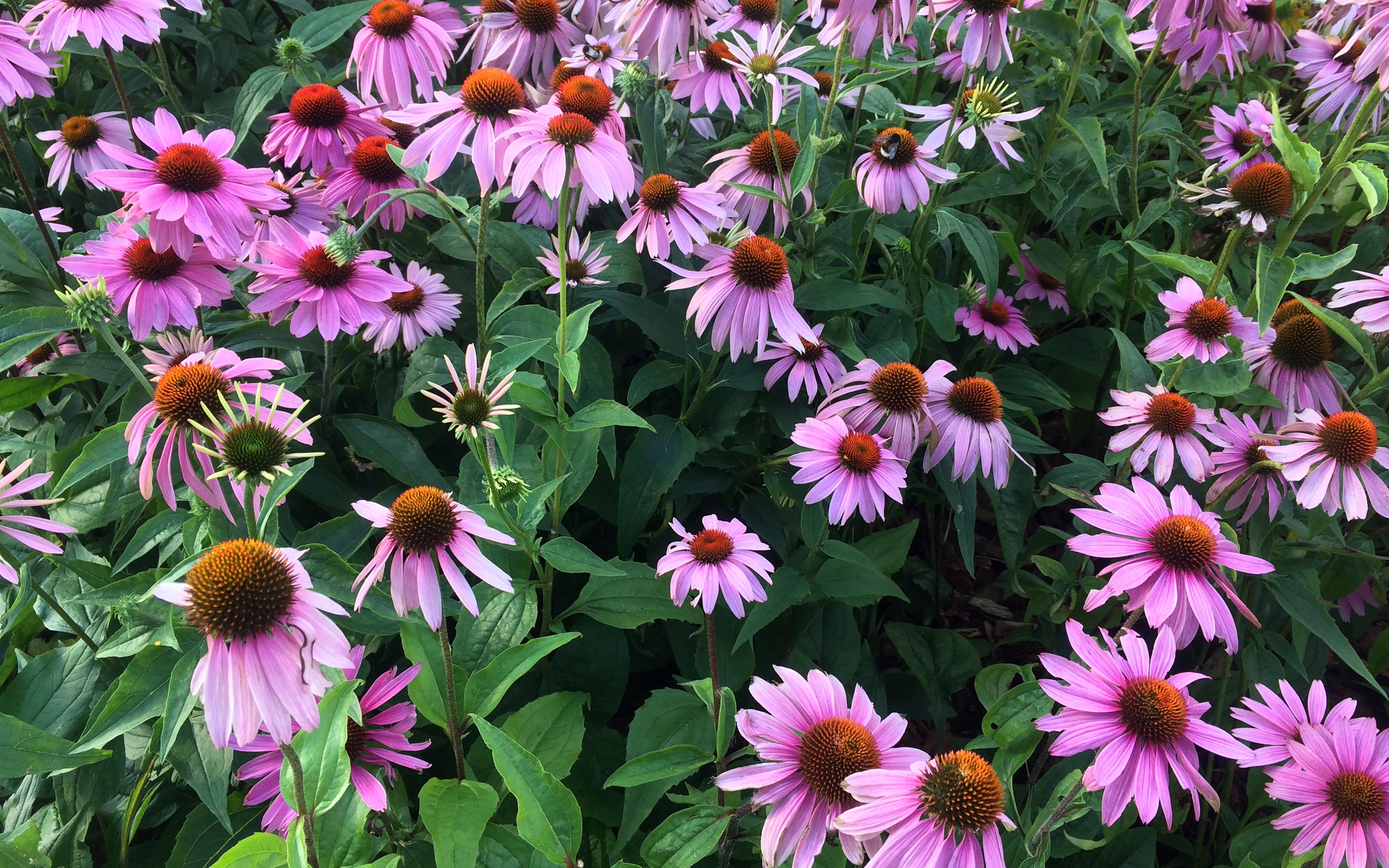 Echinacea Wallpapers