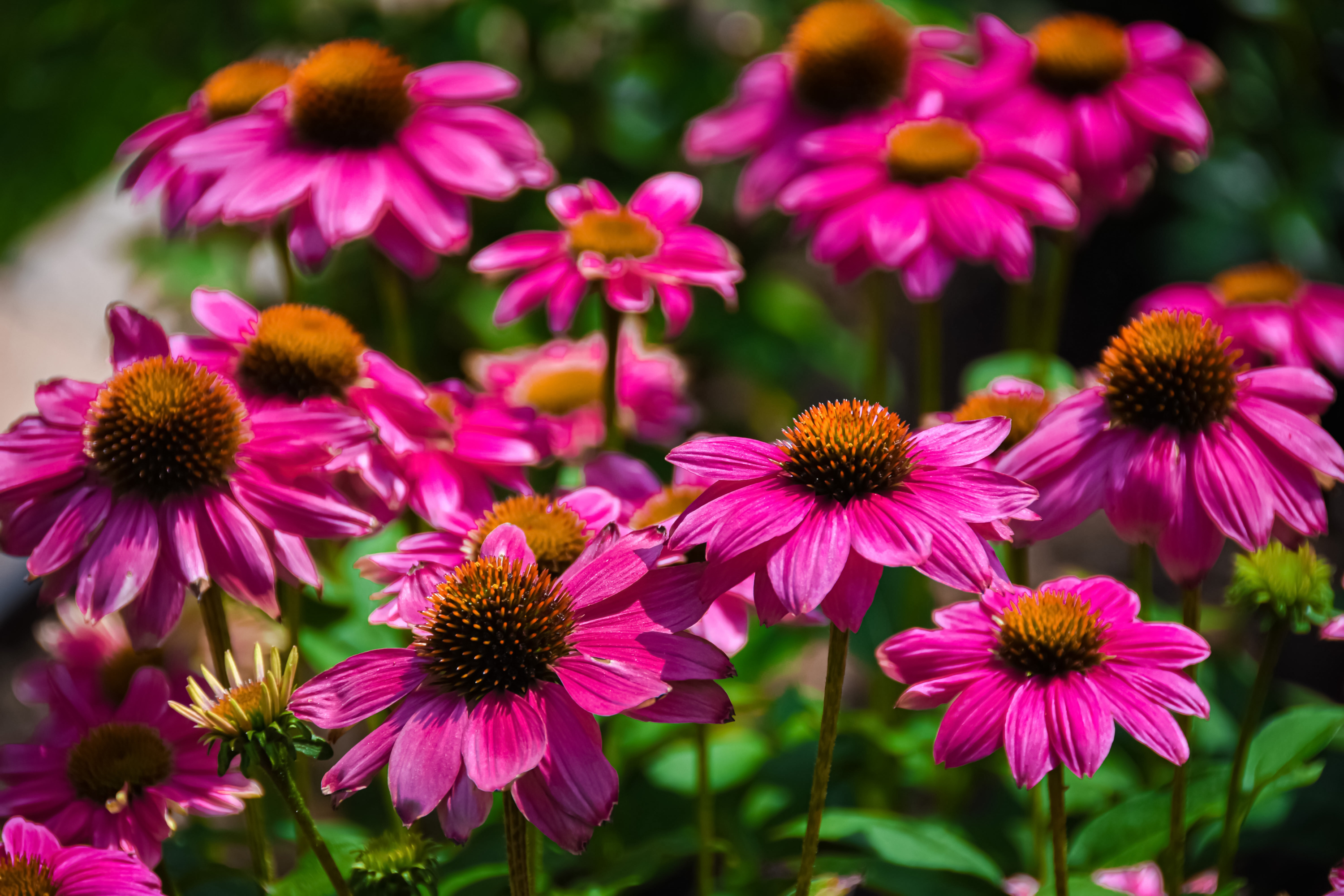 Echinacea Wallpapers