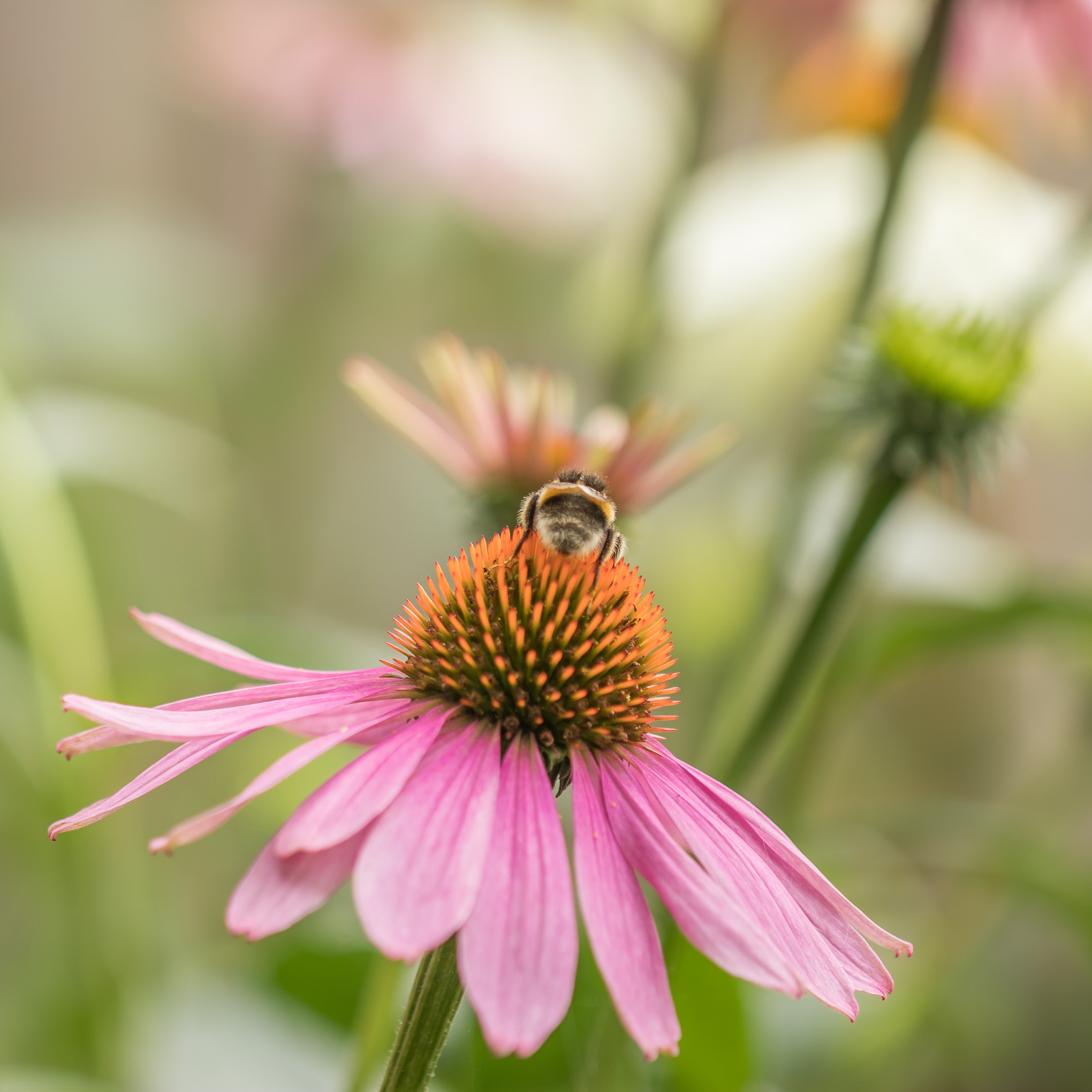 Echinacea Wallpapers