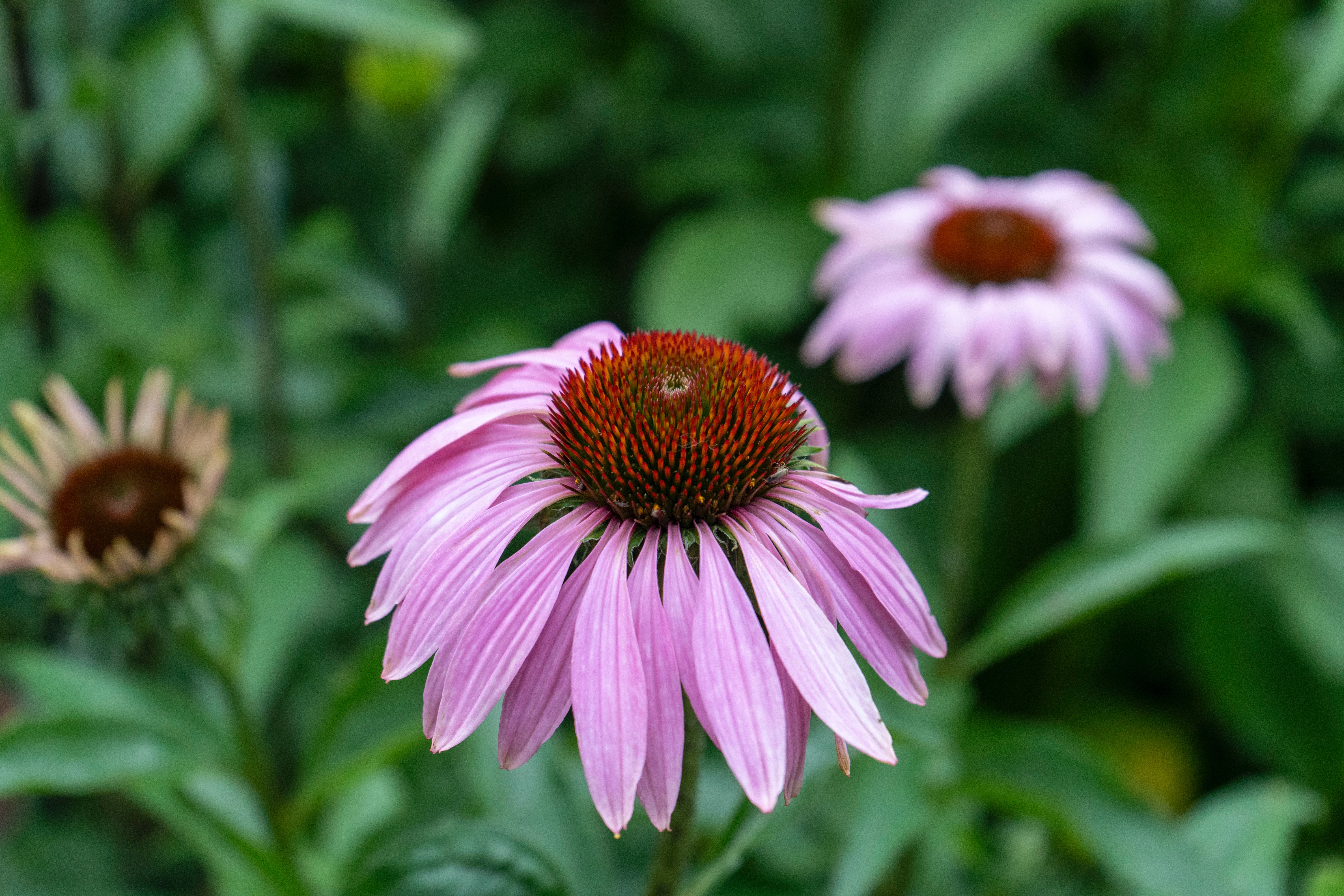 Echinacea Wallpapers