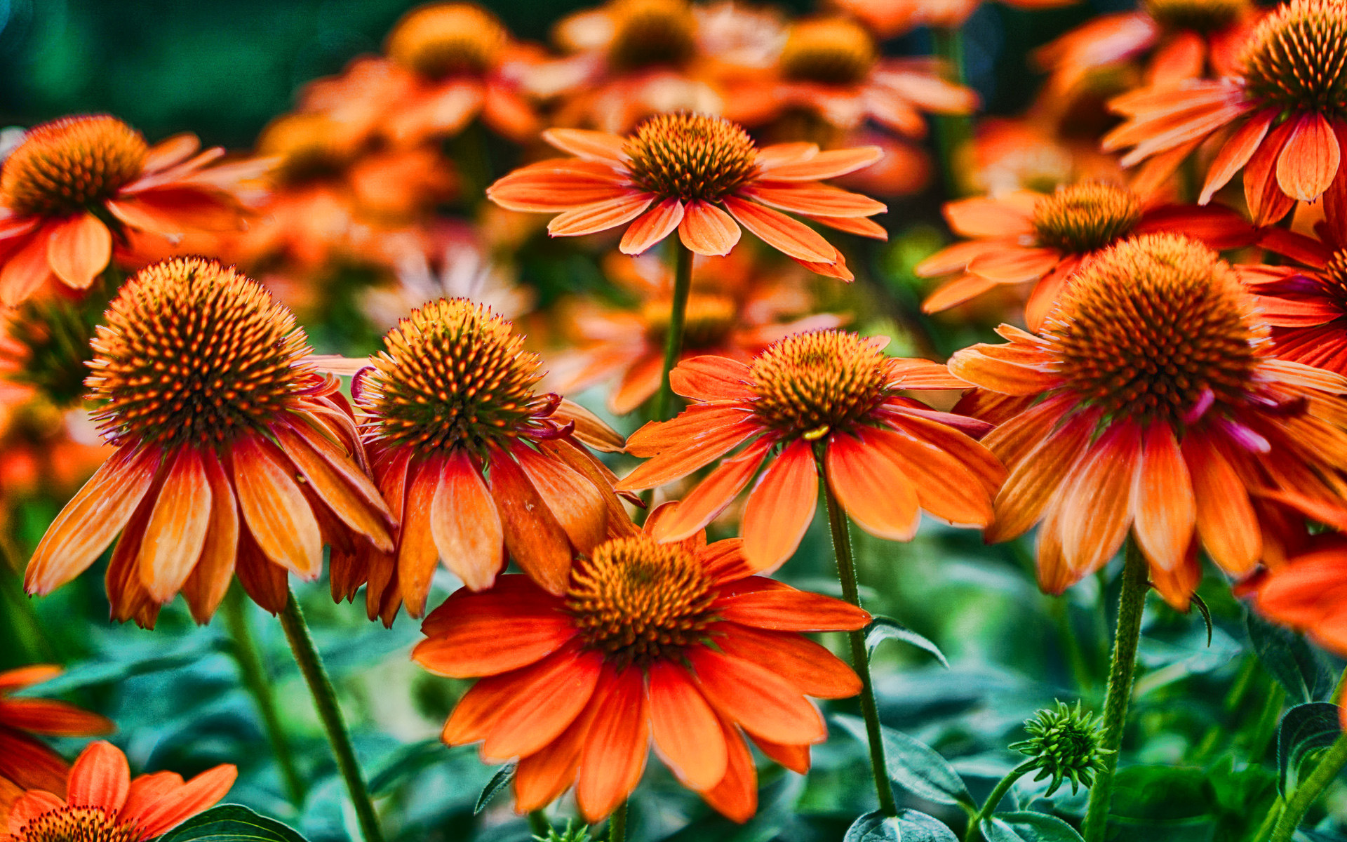 Echinacea Wallpapers