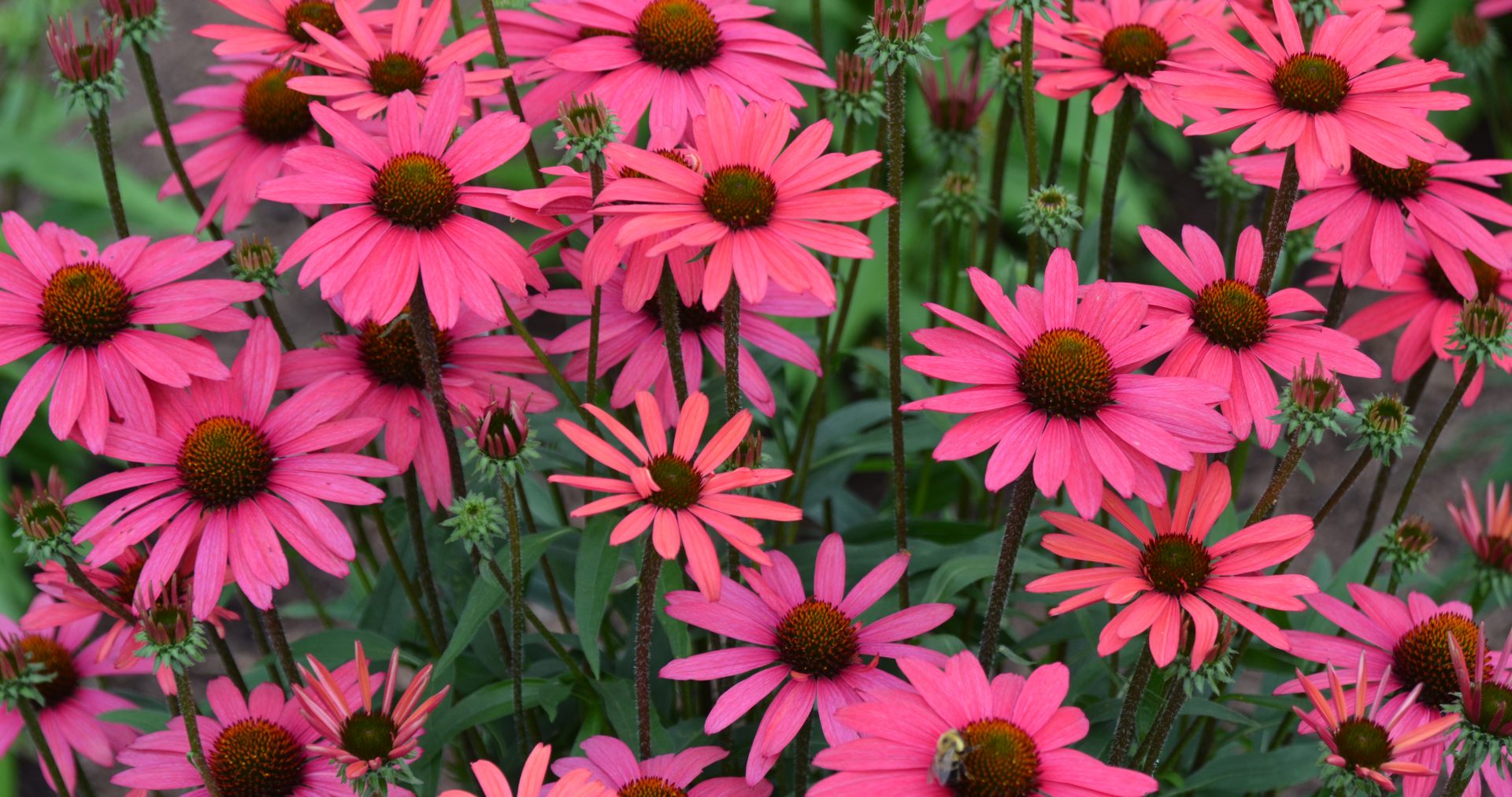 Echinacea Wallpapers