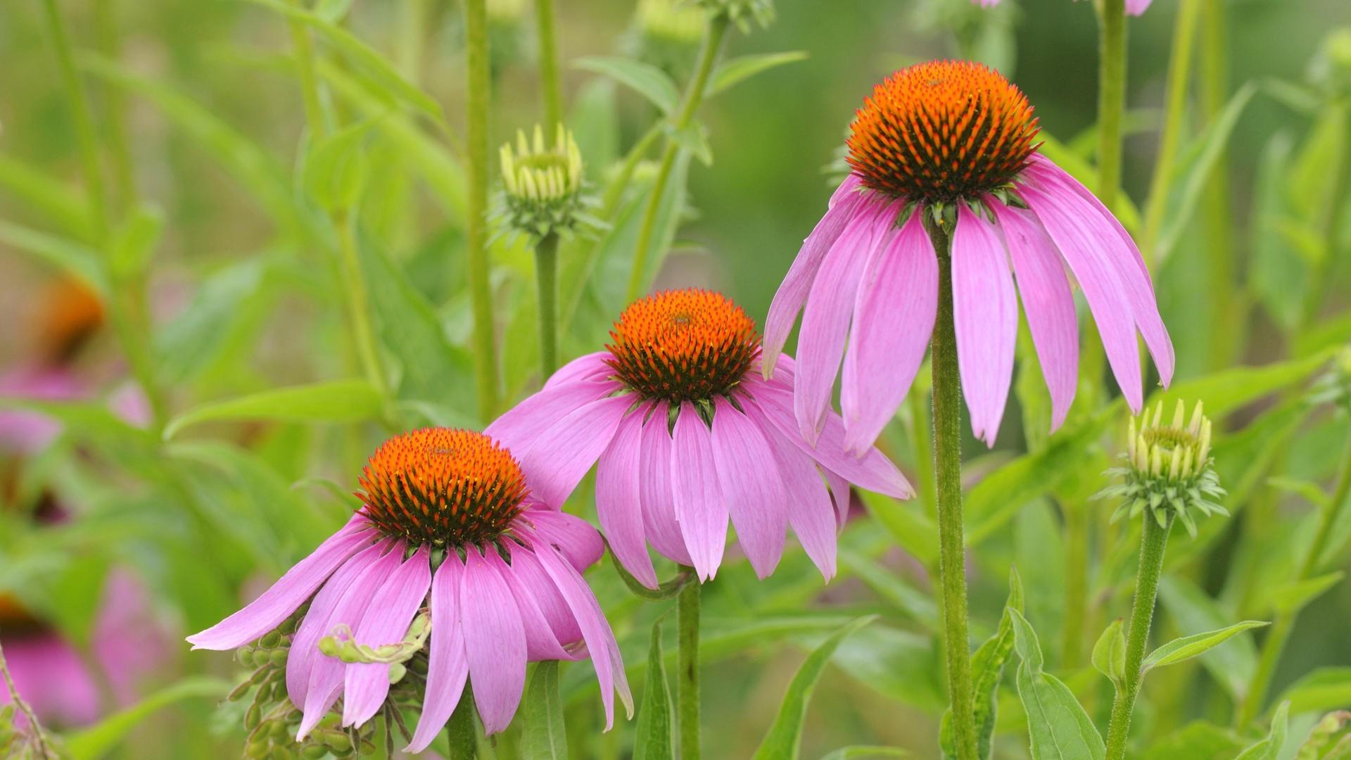 Echinacea Wallpapers