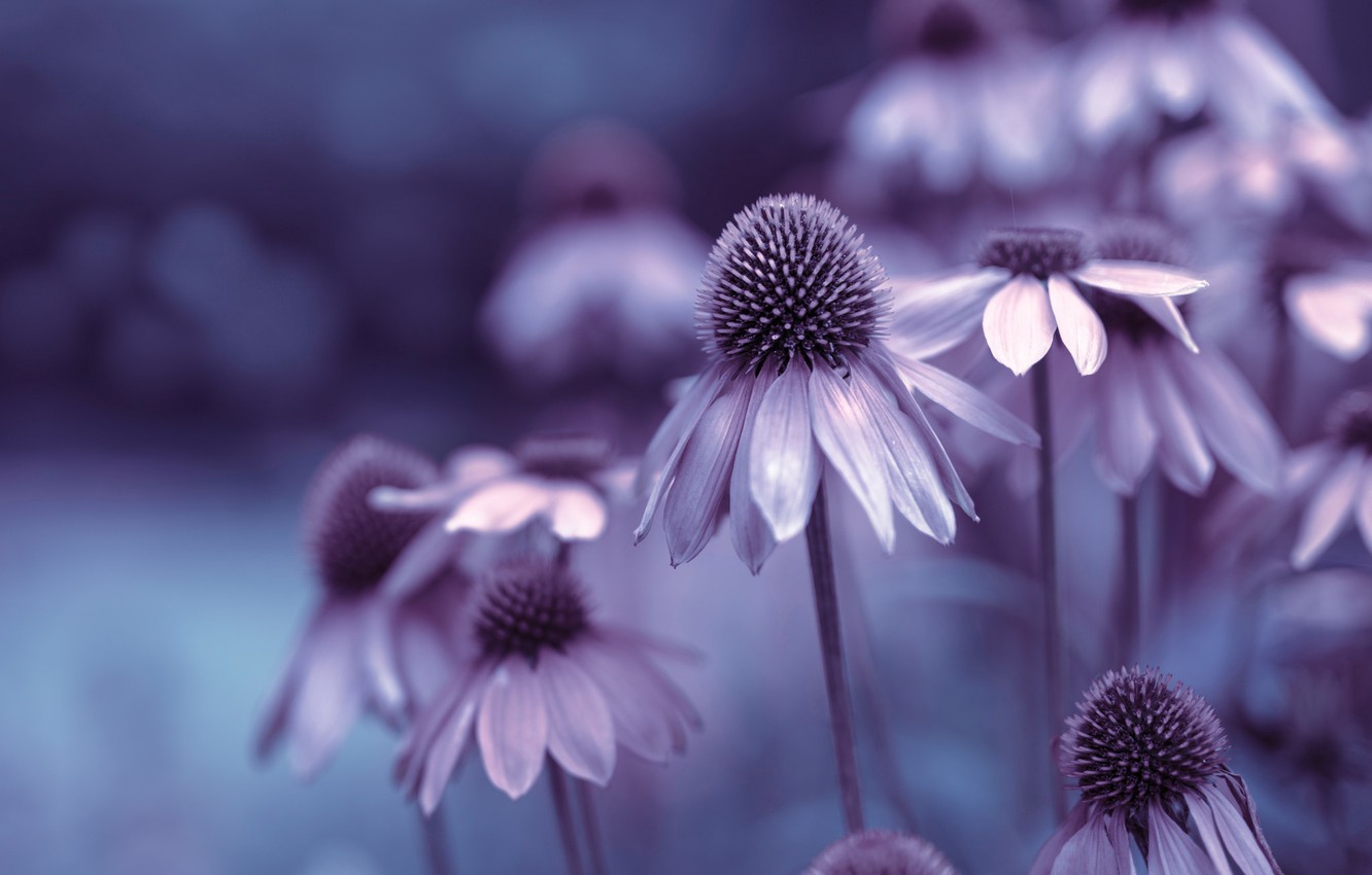 Echinacea Wallpapers