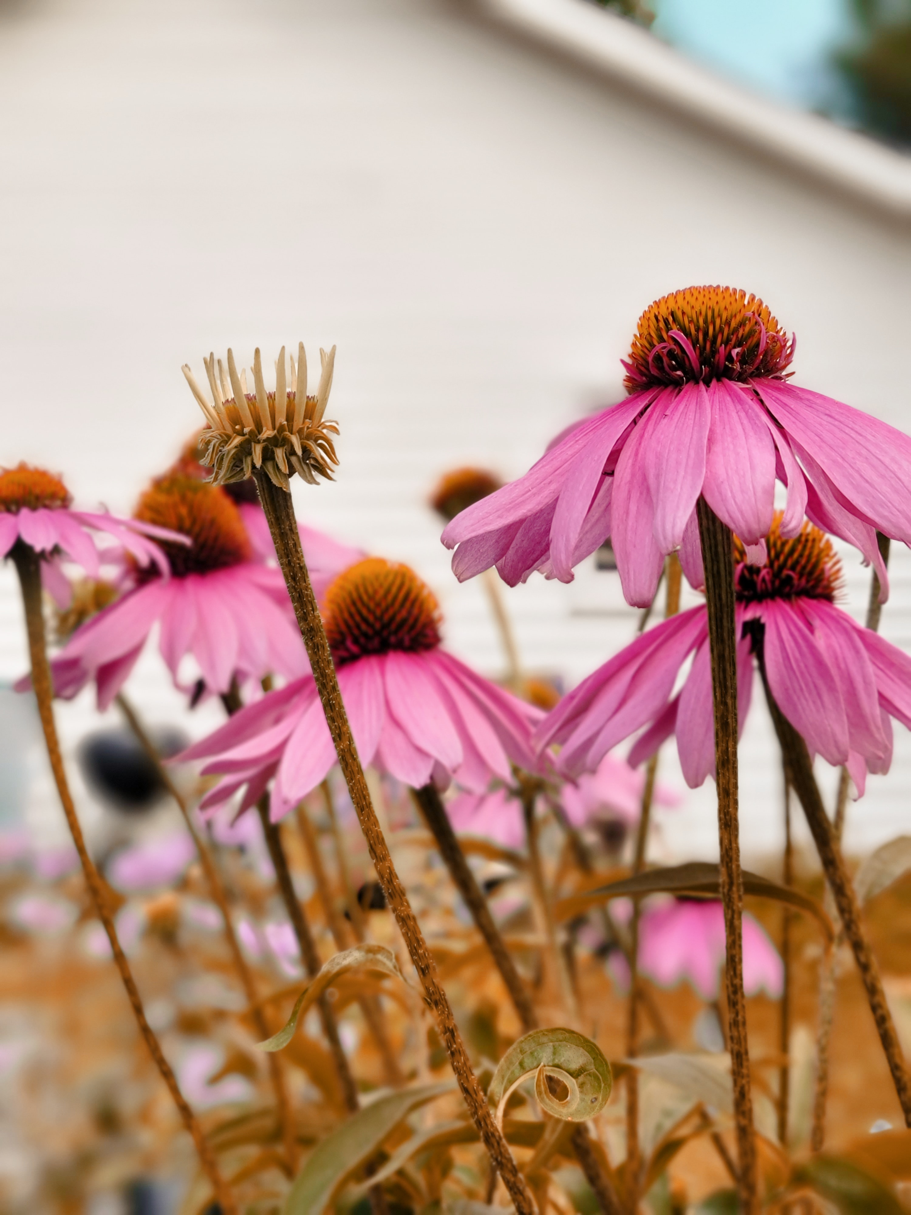 Echinacea Wallpapers